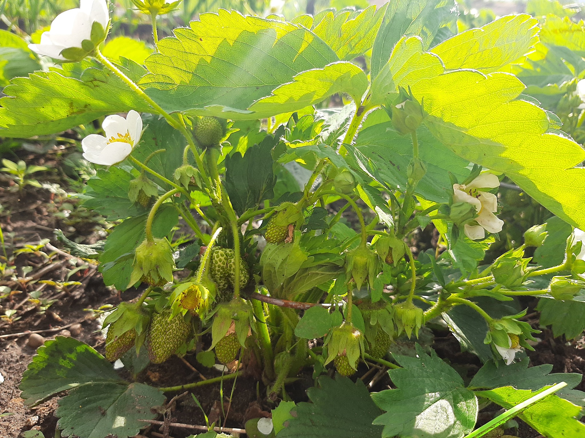 Development of a land plot from scratch. Strawberries and wild strawberries. Part 4 - My, Strawberry (plant), Growing, Garden, Longpost