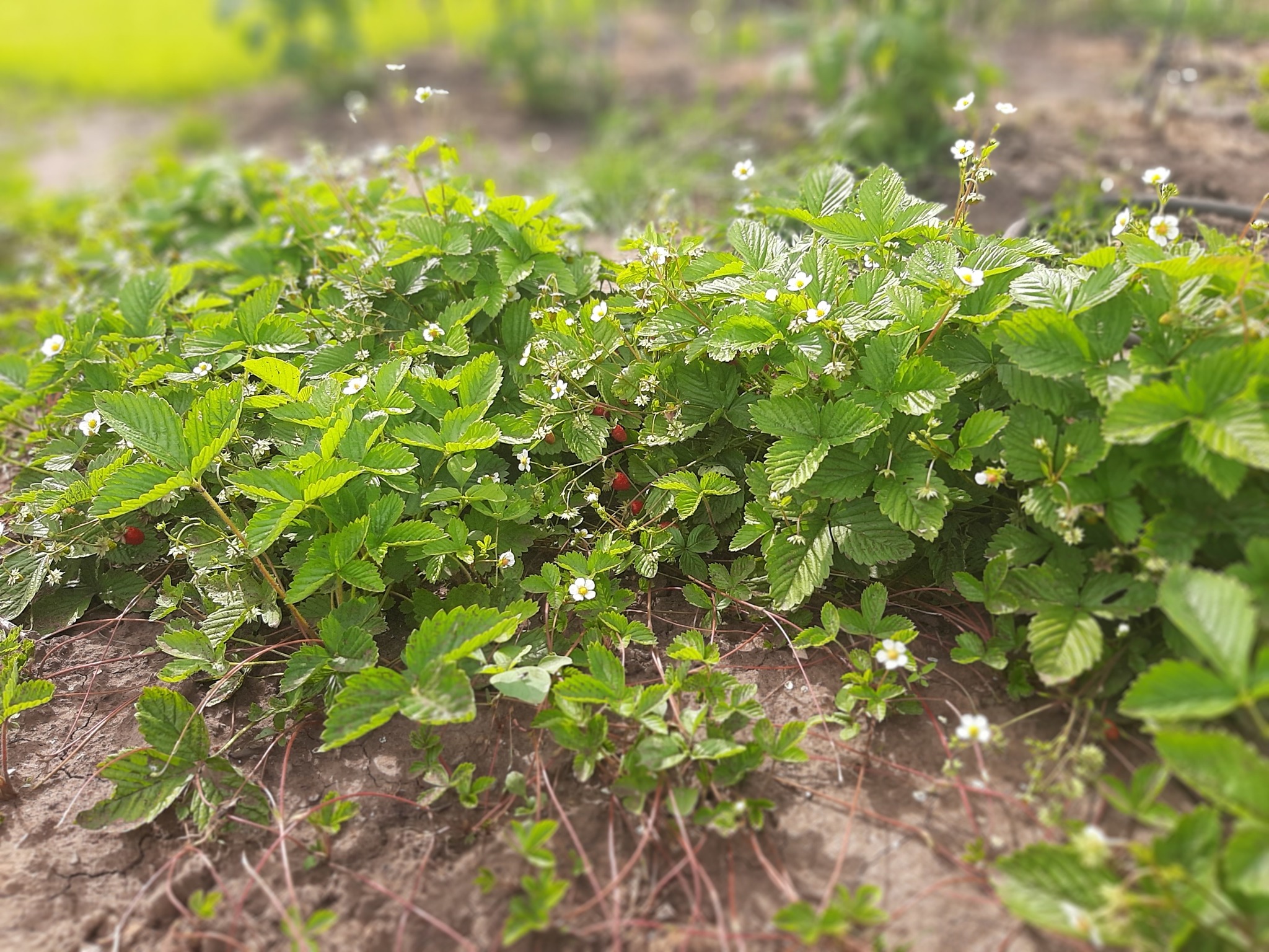 Development of a land plot from scratch. Strawberries and wild strawberries. Part 4 - My, Strawberry (plant), Growing, Garden, Longpost