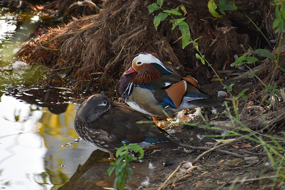 MANDARNINE - My, Ornithology, Duck, Red Book, Nature, Schelkovo, Birds, Story, Video, Longpost