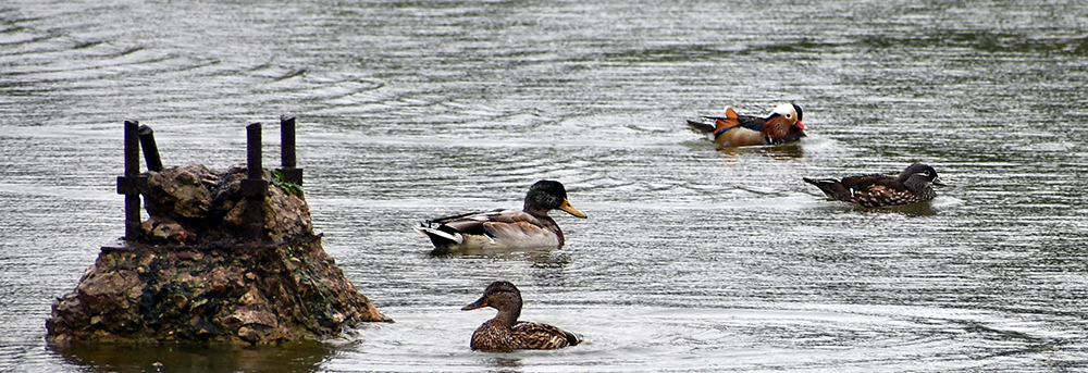 MANDARNINE - My, Ornithology, Duck, Red Book, Nature, Schelkovo, Birds, Story, Video, Longpost