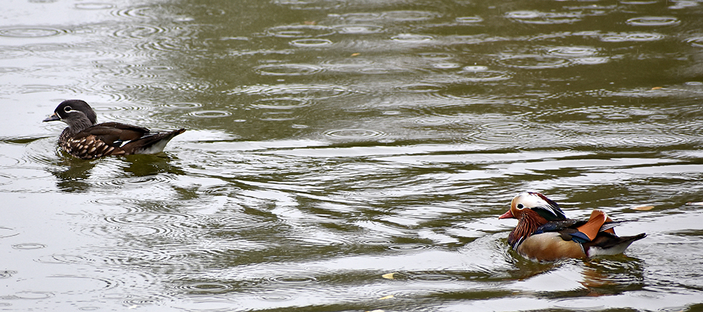 MANDARNINE - My, Ornithology, Duck, Red Book, Nature, Schelkovo, Birds, Story, Video, Longpost