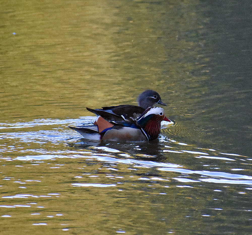 MANDARNINE - My, Ornithology, Duck, Red Book, Nature, Schelkovo, Birds, Story, Video, Longpost