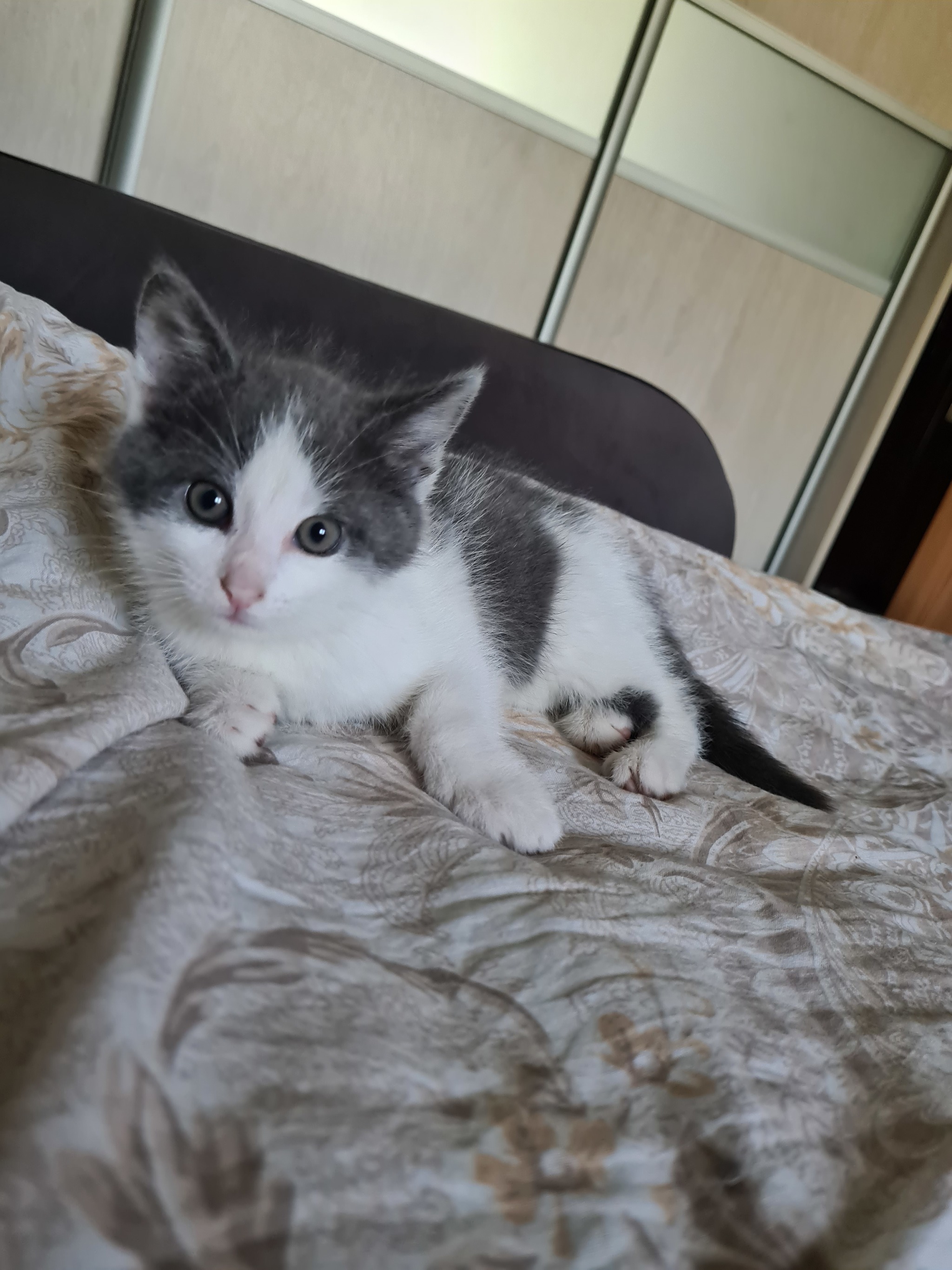 Kitten is looking for a home! Urgent! - My, Longpost, Saint Petersburg, Leningrad region, cat, No rating, In good hands, Kittens, Animal shelter