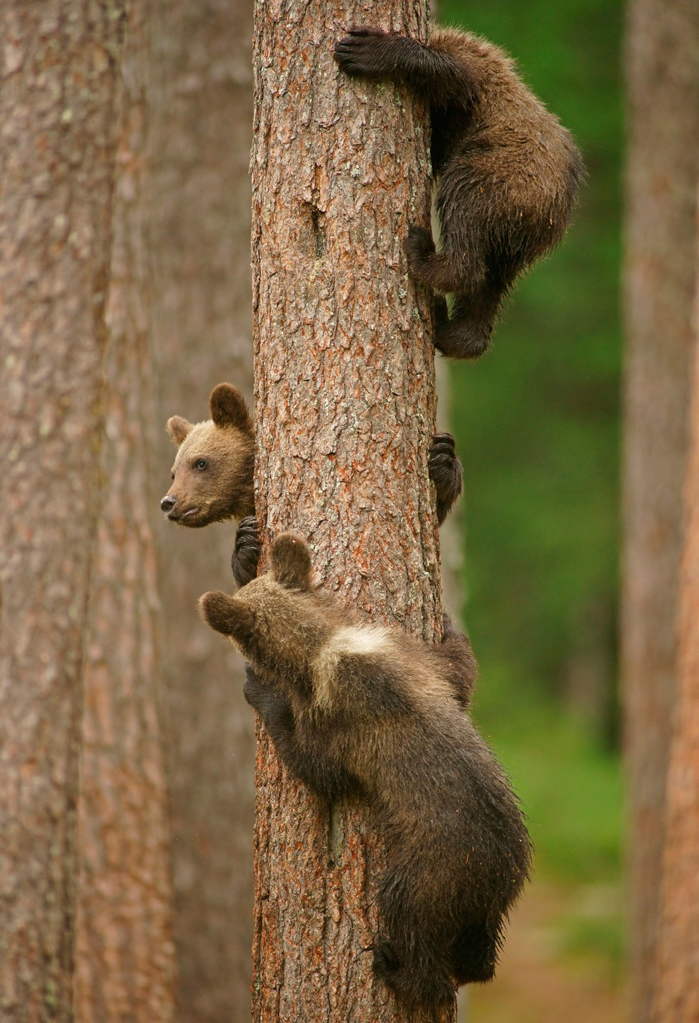 Charming creatures) - The Bears, Young, Wild animals, Animals, Milota, The photo, From the network