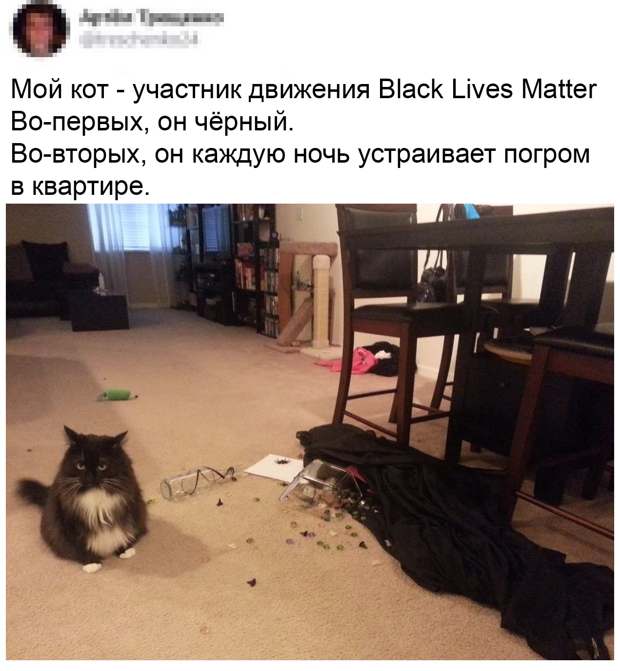 Cat lives matter - cat, Death of George Floyd, Black lives matter, Screenshot