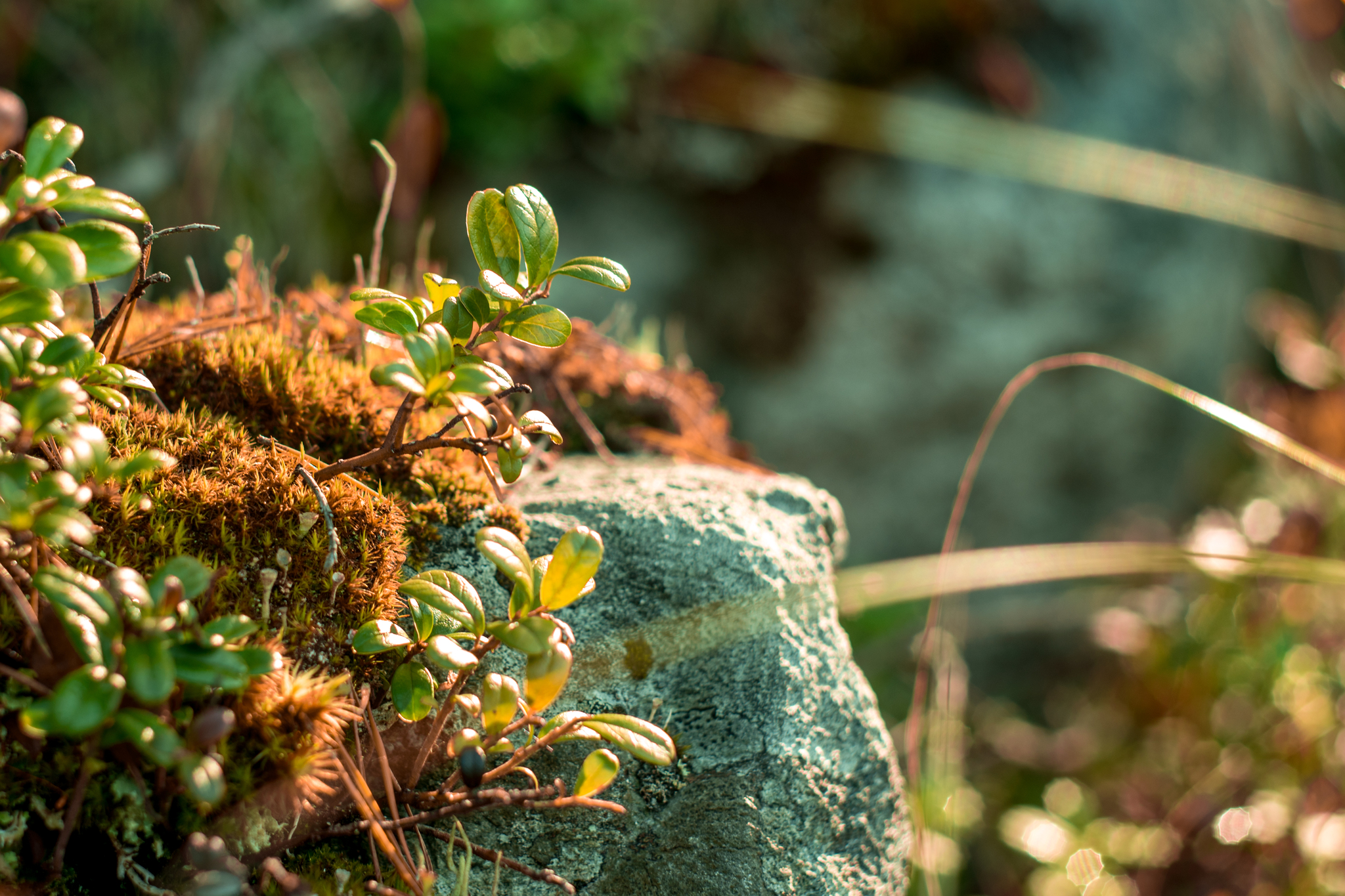 The beauty of nature of the Leningrad region - My, Nikon, Nature, The photo, Landscape, Russia, Longpost, Leningrad region