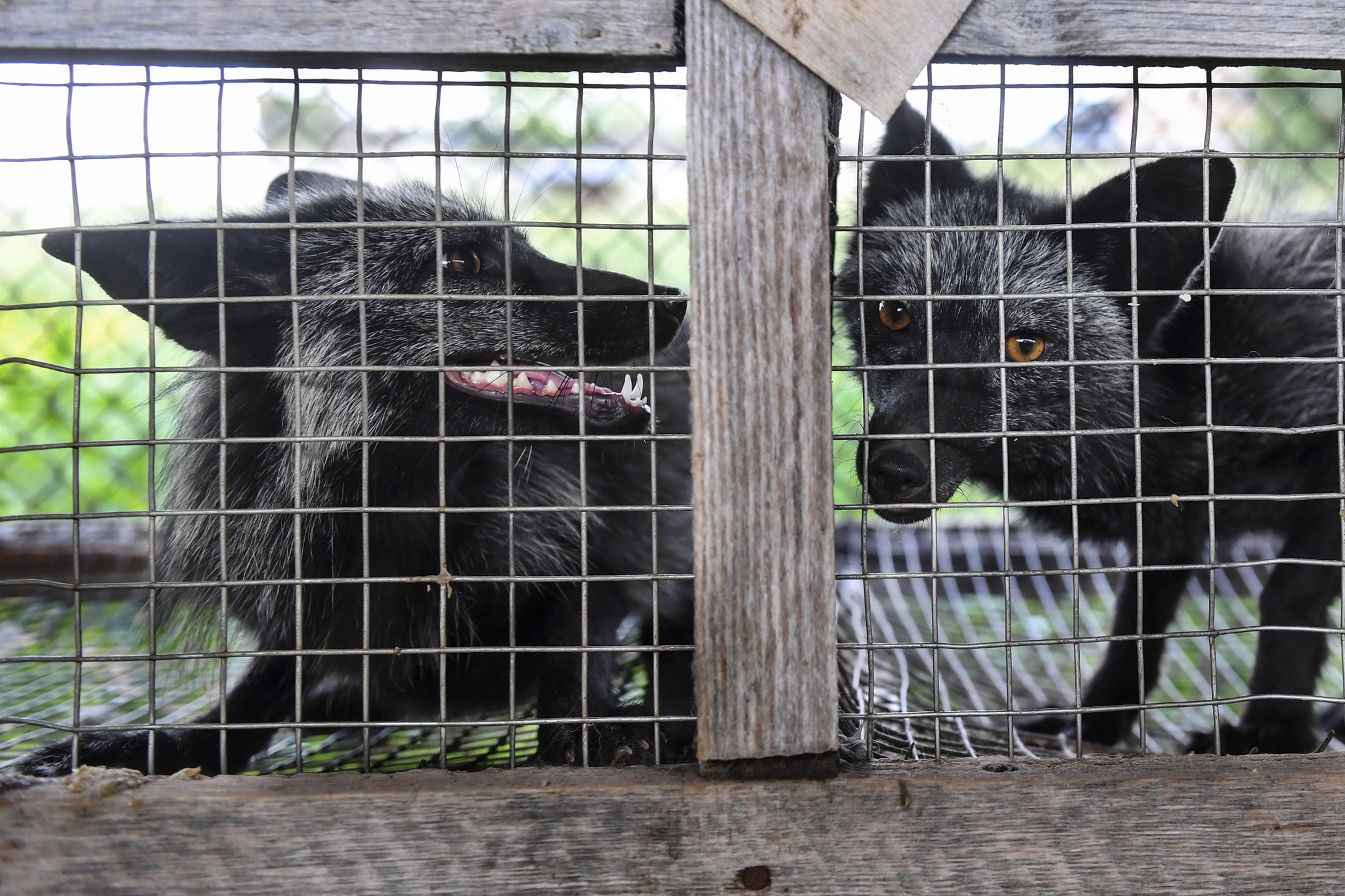 The world's only fur farm with domesticated foxes will be renovated in Russia - Fox, Animals, Ecology, fur farm, Longpost