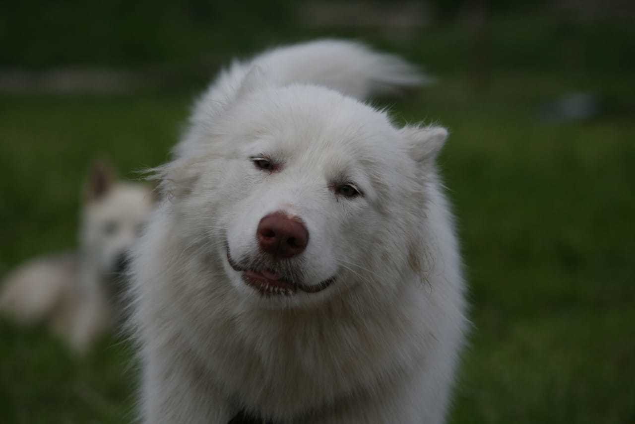 A dog that yells - My, Alaskan Malamute, Dog, The photo, Longpost