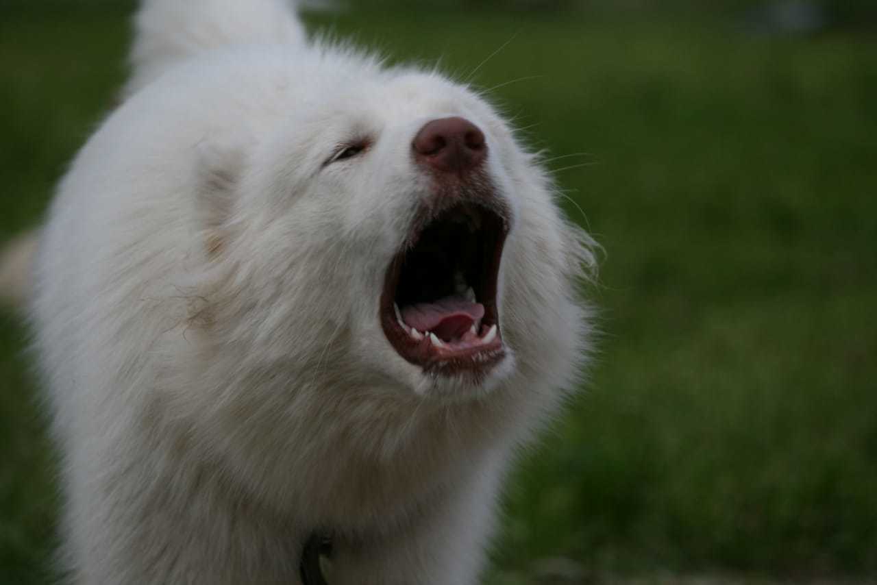 A dog that yells - My, Alaskan Malamute, Dog, The photo, Longpost