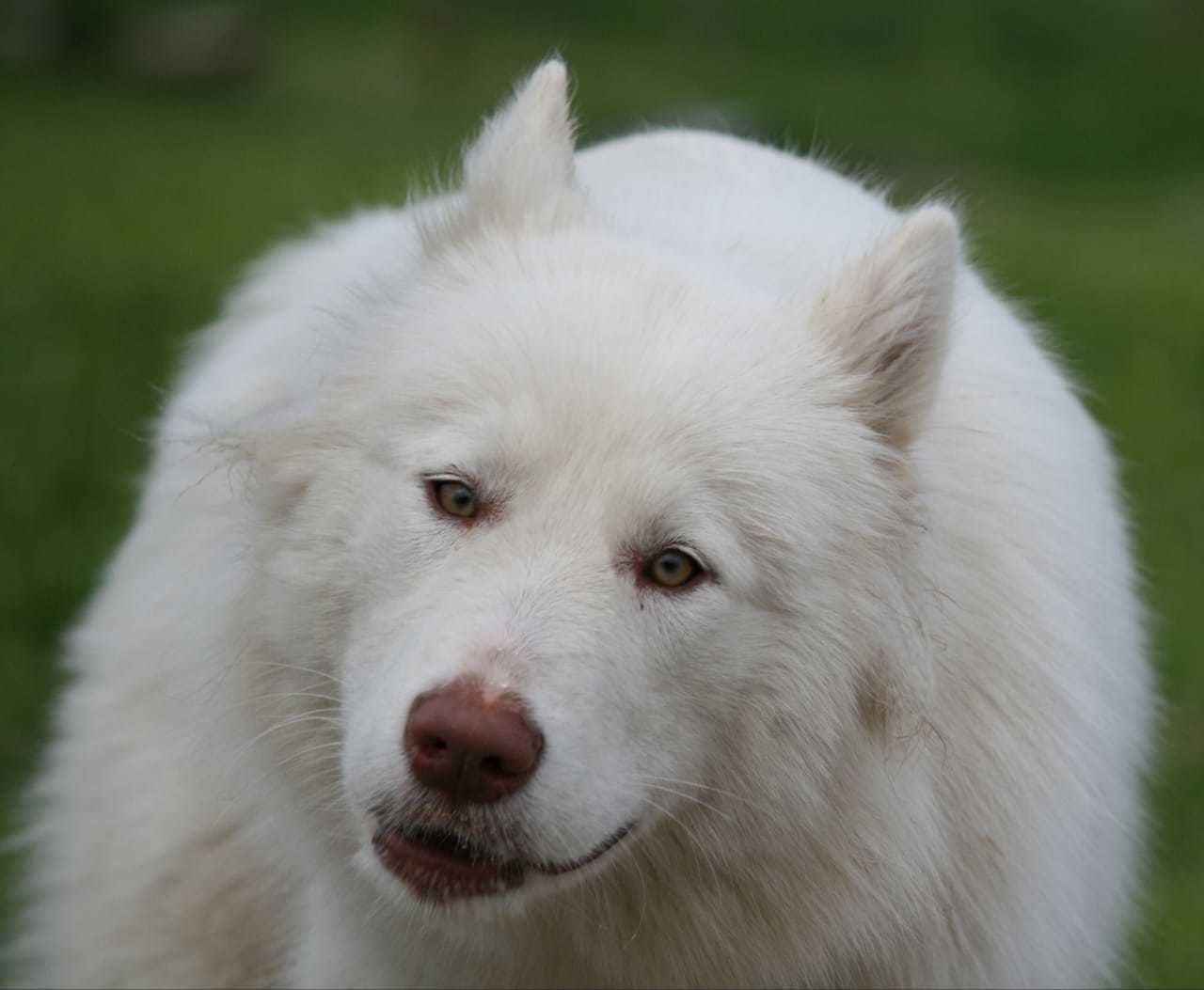 A dog that yells - My, Alaskan Malamute, Dog, The photo, Longpost