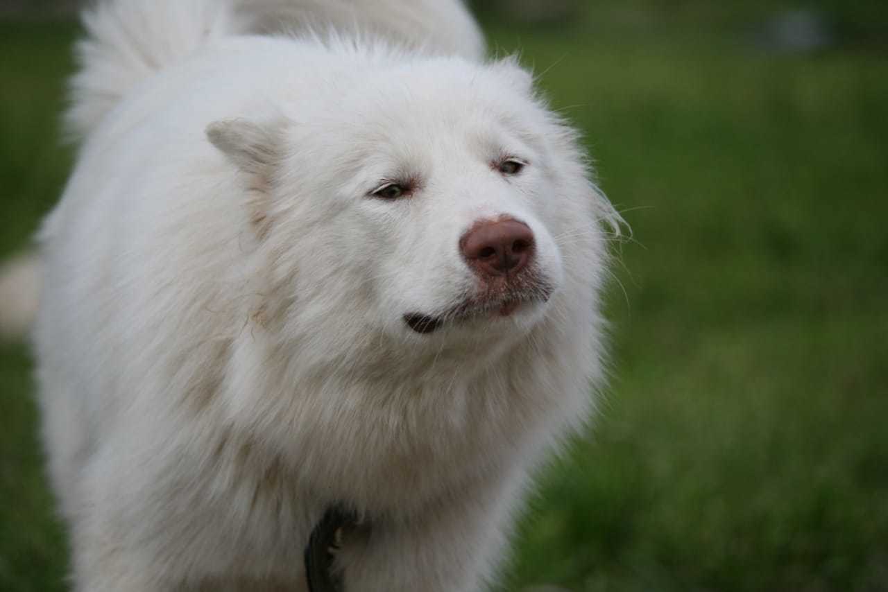 A dog that yells - My, Alaskan Malamute, Dog, The photo, Longpost