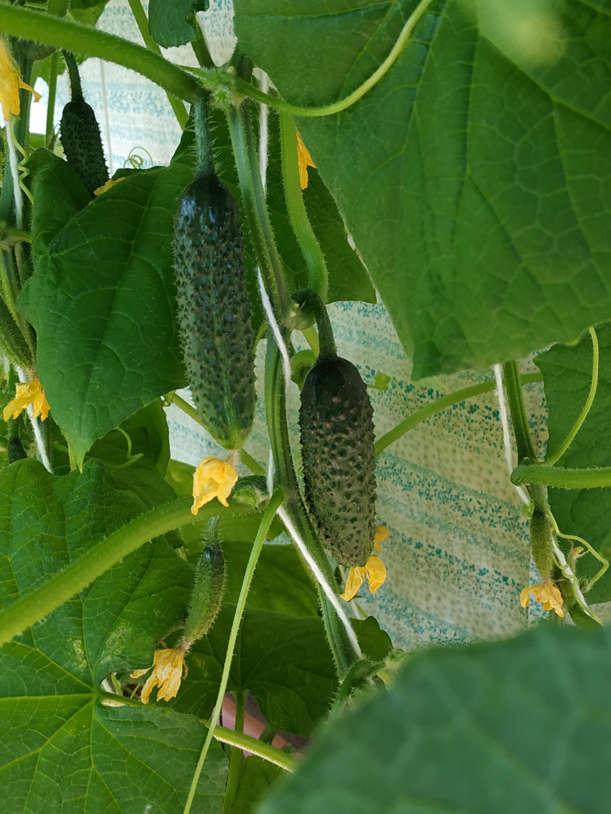 I've been waiting for this moment for 2 months - My, Harvest, With your own hands, Joy, Longpost, Vegetable garden on the windowsill