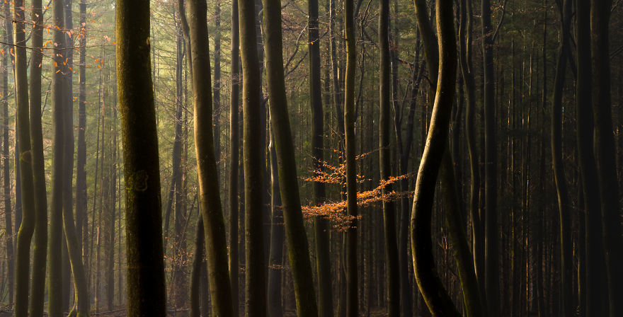 Nature. Forest in Denmark in all seasons - Forest, The photo, Nature, Denmark, Boredpanda, Longpost