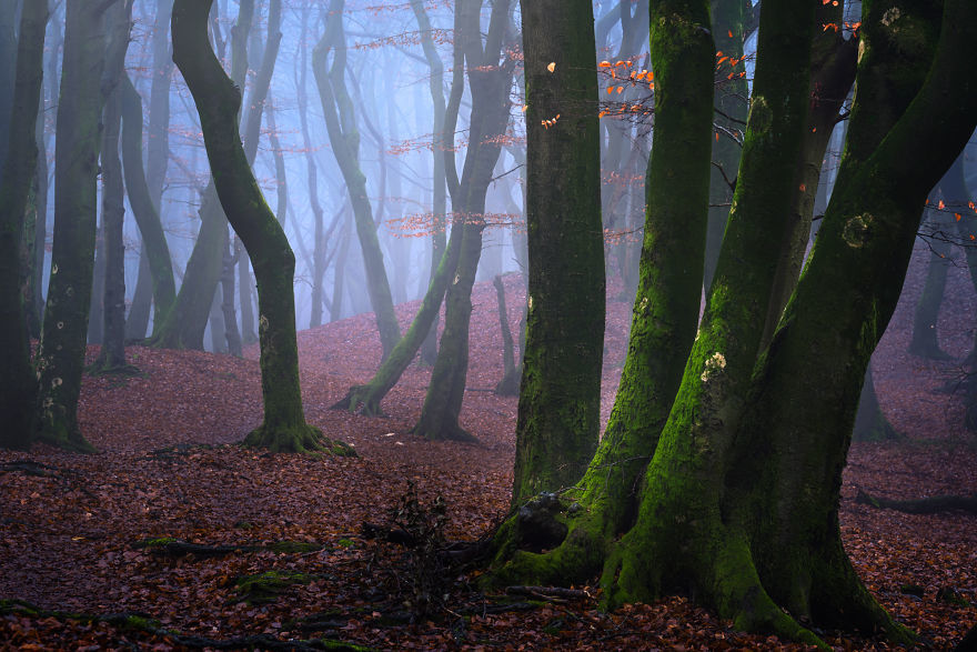 Nature. Forest in Denmark in all seasons - Forest, The photo, Nature, Denmark, Boredpanda, Longpost