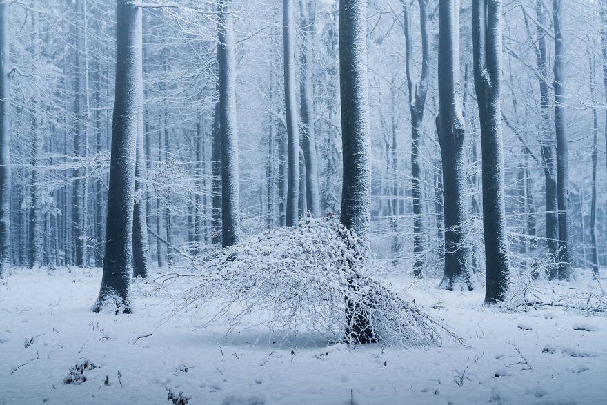 Nature. Forest in Denmark in all seasons - Forest, The photo, Nature, Denmark, Boredpanda, Longpost