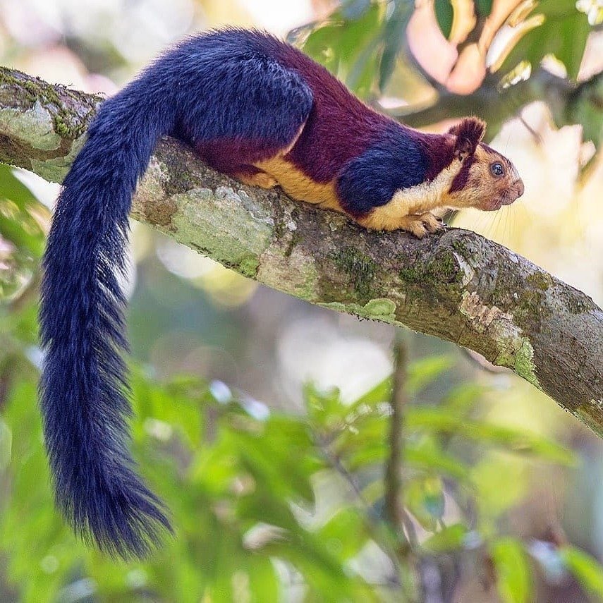 Meet this beauty with an ultramarine tail - the Indian giant squirrel - Squirrel, Girls