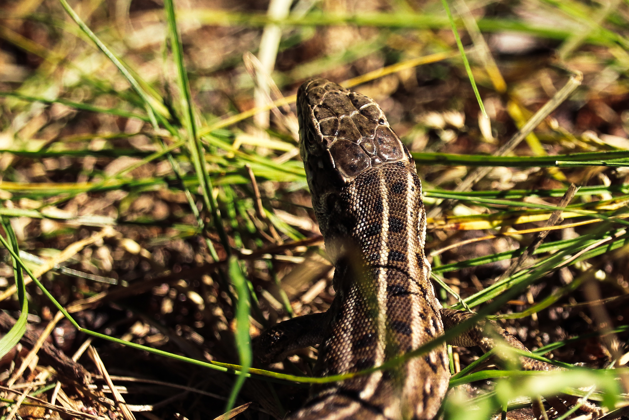 Summer - My, The photo, Insects, Birds, Lizard, Nature, Longpost