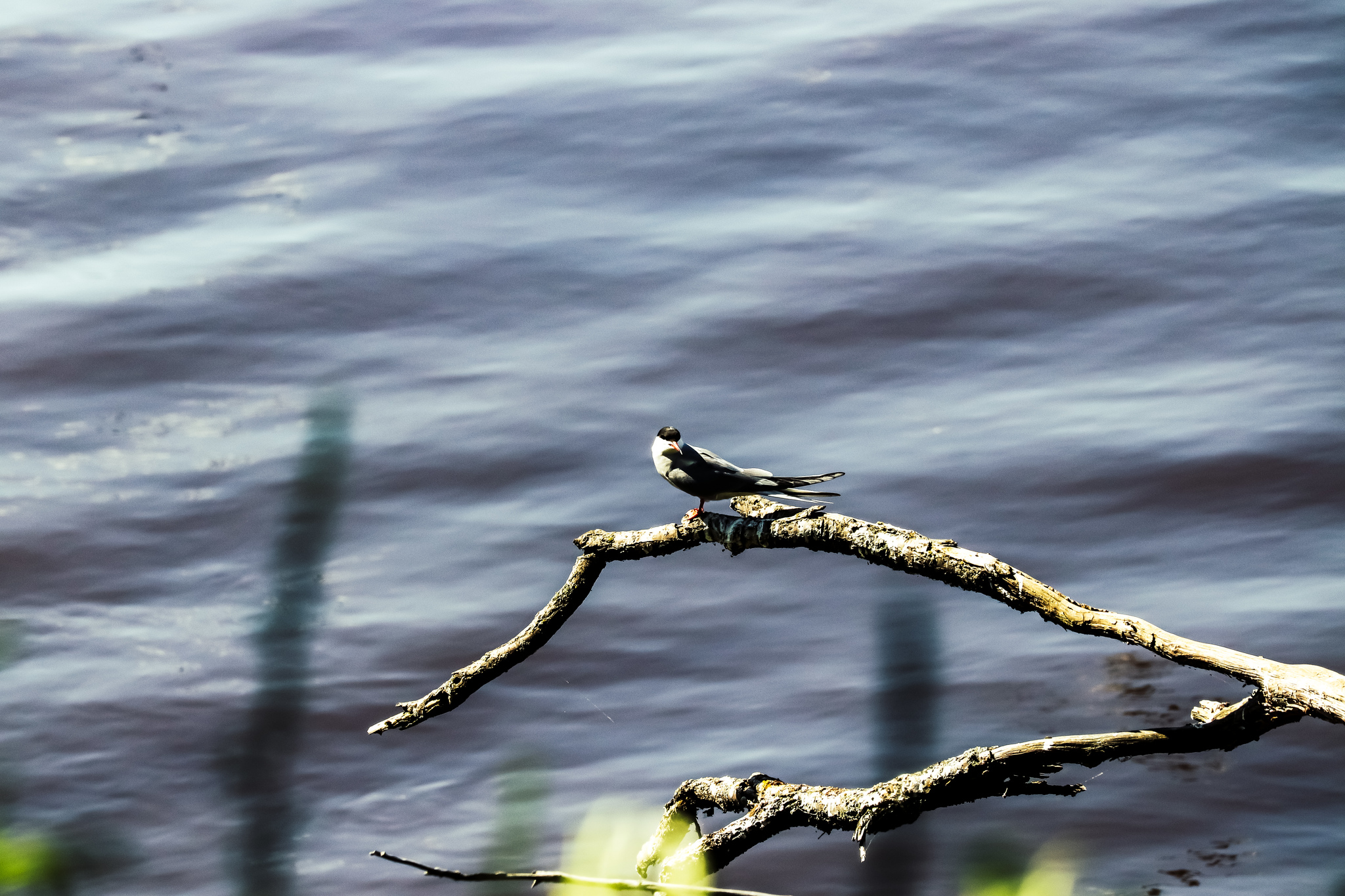 Summer - My, The photo, Insects, Birds, Lizard, Nature, Longpost