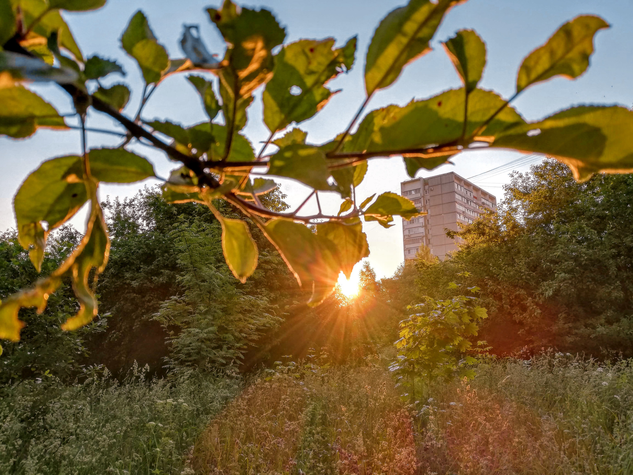 Apple orchard at sunrise - My, The photo, Landscape, Nature, Longpost