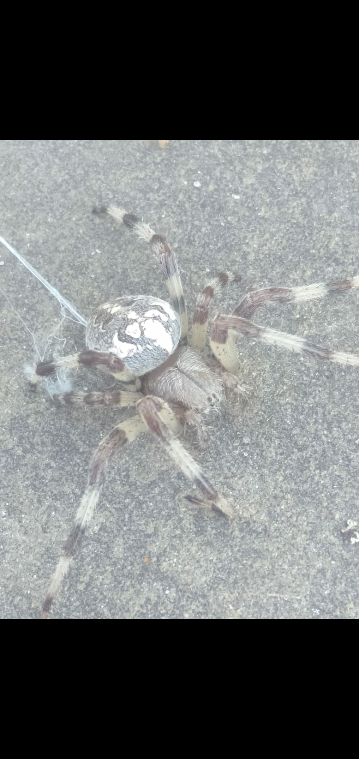 Help me determine what kind of spider this is - Spider, Who is this?