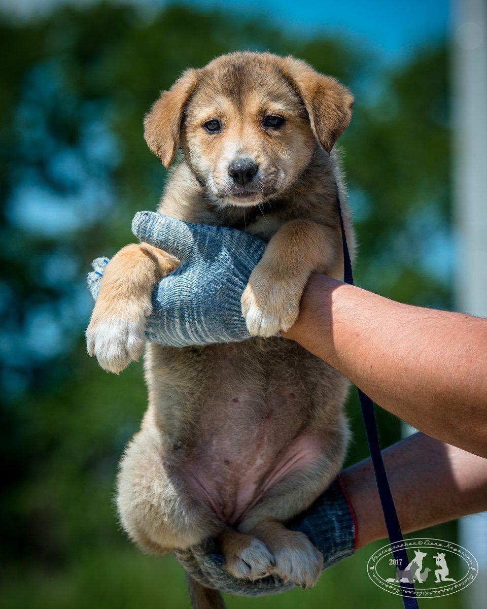 Puppies are looking for a home, boys and girls - My, No rating, Puppies, Dog, In good hands, Longpost, Moscow region, Bronnitsy, Ramensky District