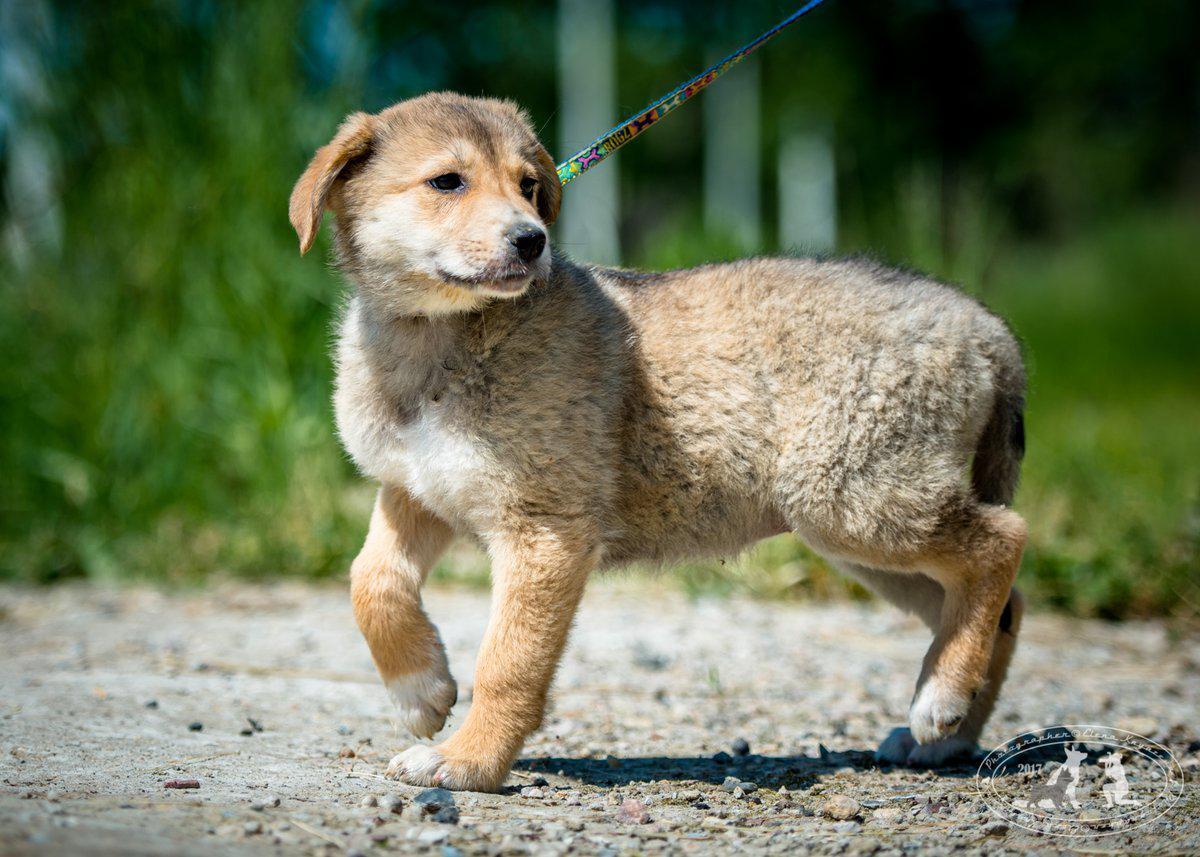 Puppies are looking for a home, boys and girls - My, No rating, Puppies, Dog, In good hands, Longpost, Moscow region, Bronnitsy, Ramensky District