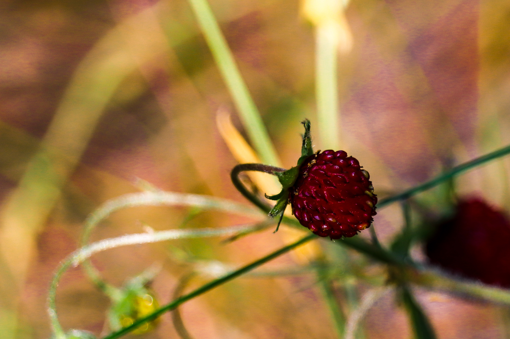 Summer colors - My, The photo, Nature, Berries, Flowers, Yummy, Longpost