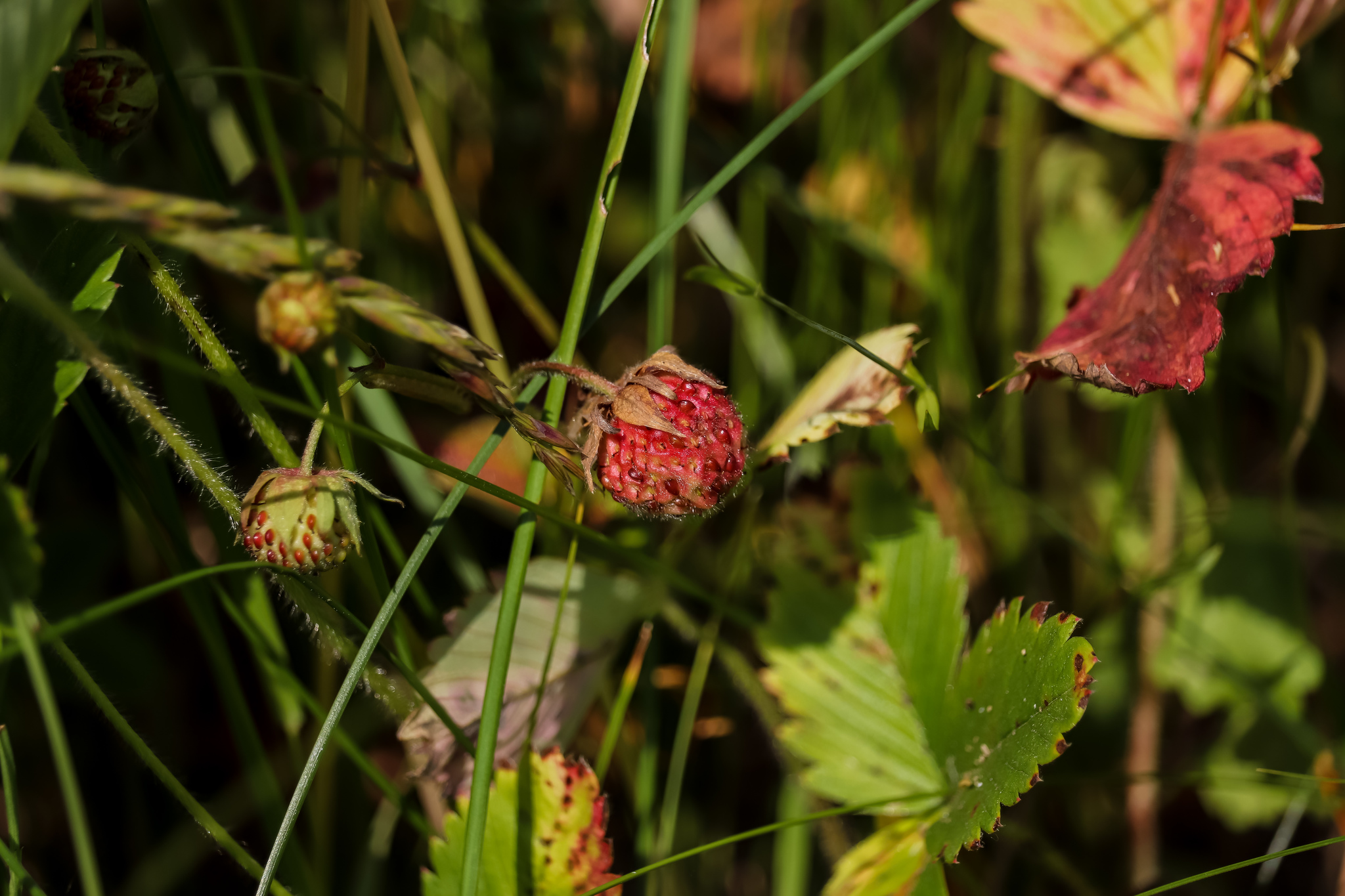 Summer colors - My, The photo, Nature, Berries, Flowers, Yummy, Longpost