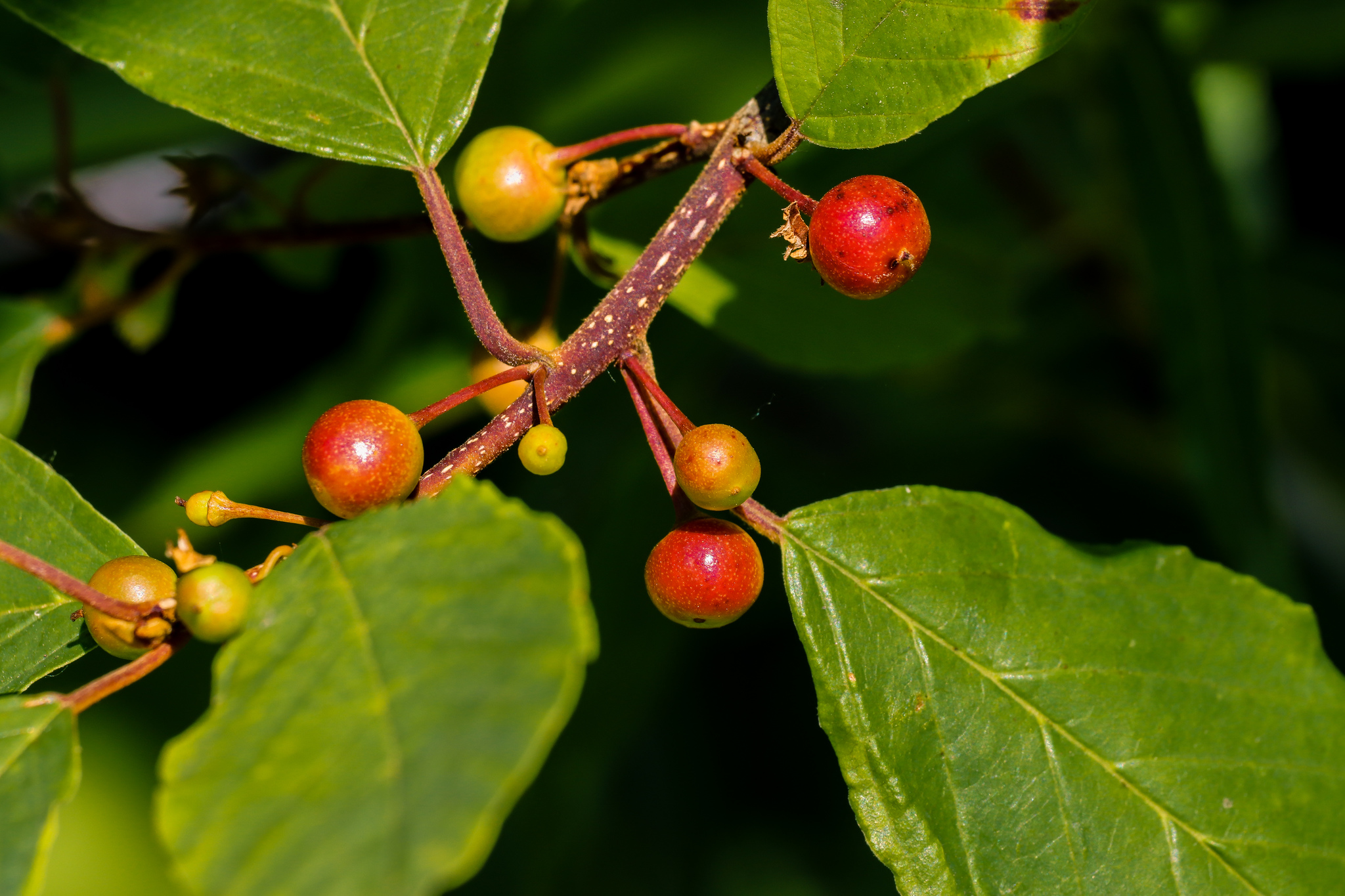 Summer colors - My, The photo, Nature, Berries, Flowers, Yummy, Longpost