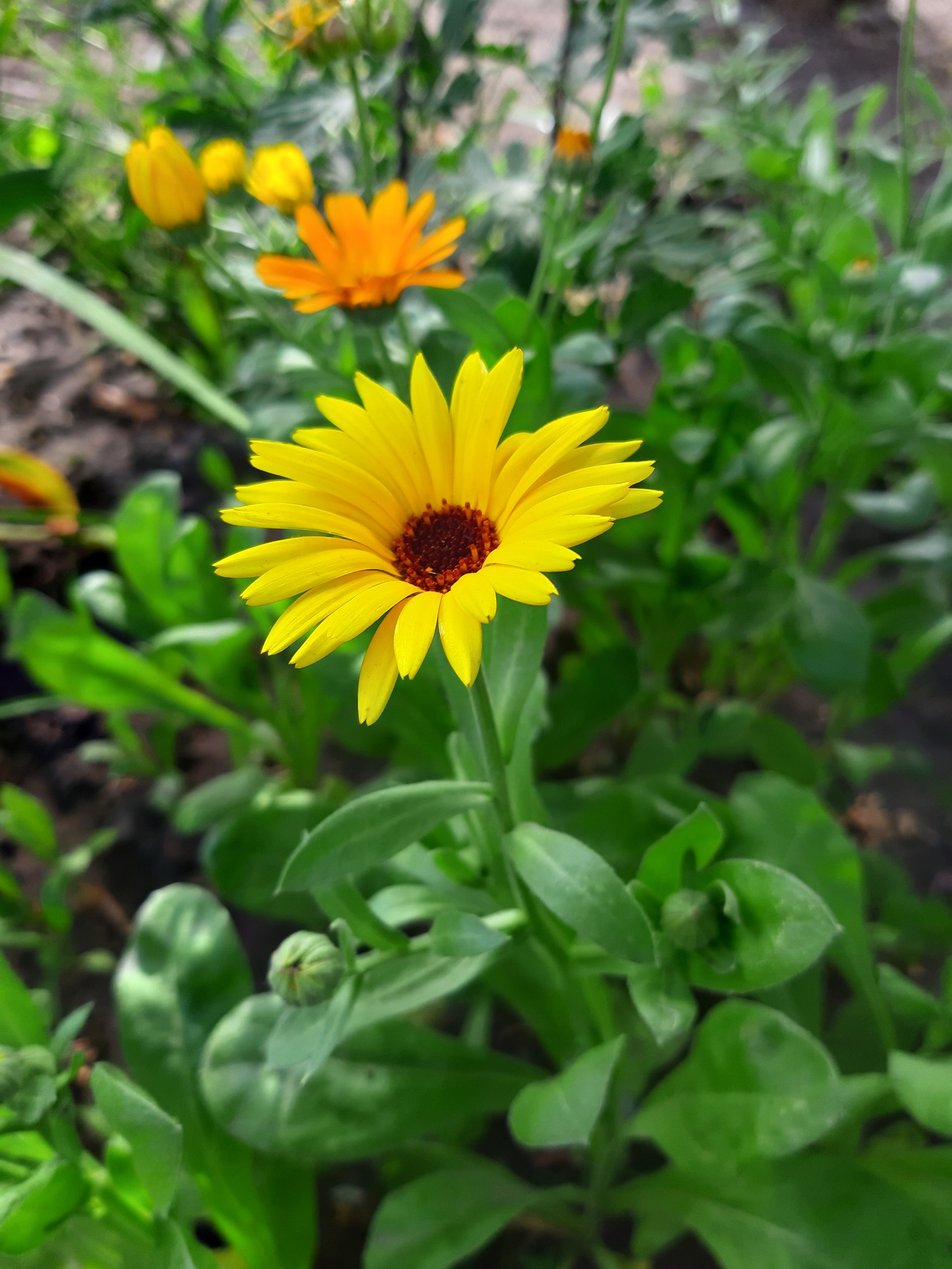 Little suns - My, Calendula, Mobile photography, The sun, Walk, Mound, Longpost