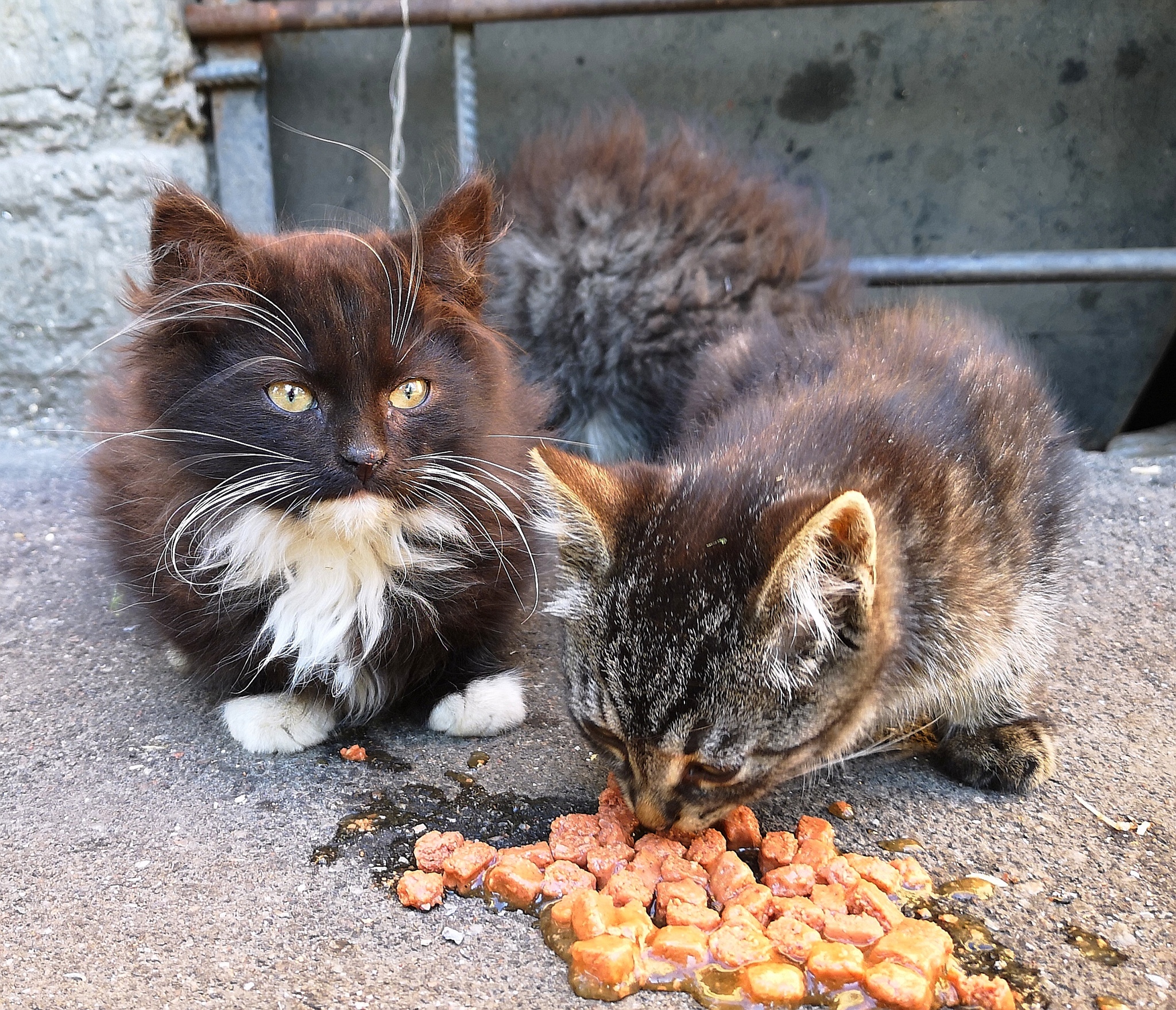 Looking for a home for kittens - My, Kittens, In good hands, Saint Petersburg, No rating, Longpost, cat