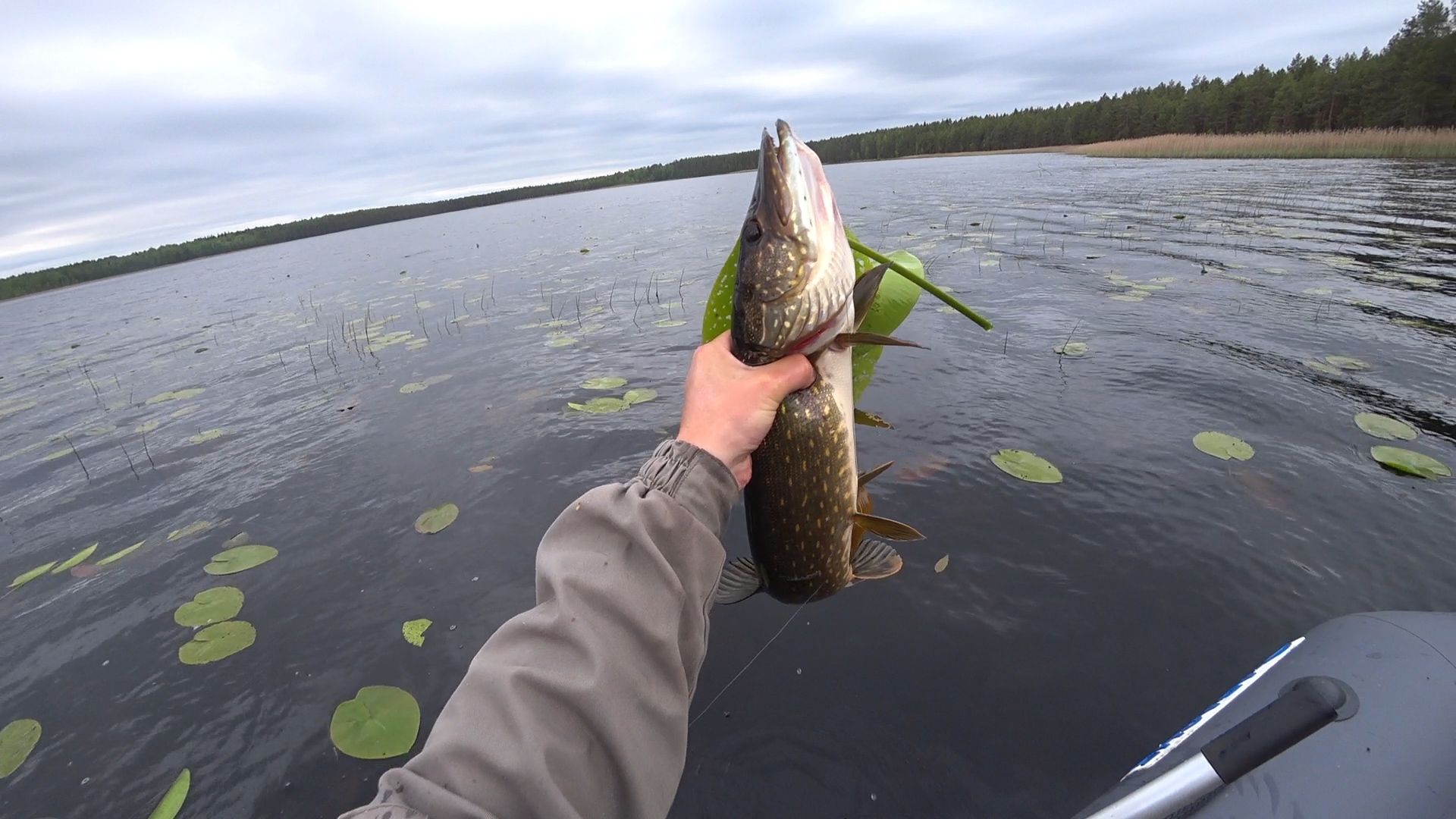 Checking supplies / summer vent - My, Pike, Fishing, Zherlitsy, Pike for live bait, Video, Longpost