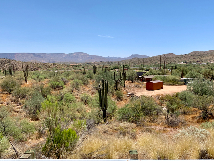 The Carnegia giant cactus grows up to 18 meters and can weigh up to 10 tons .6.24.2020 Black Canyon City,AZ - My, Travels, Mobile photography, Nature