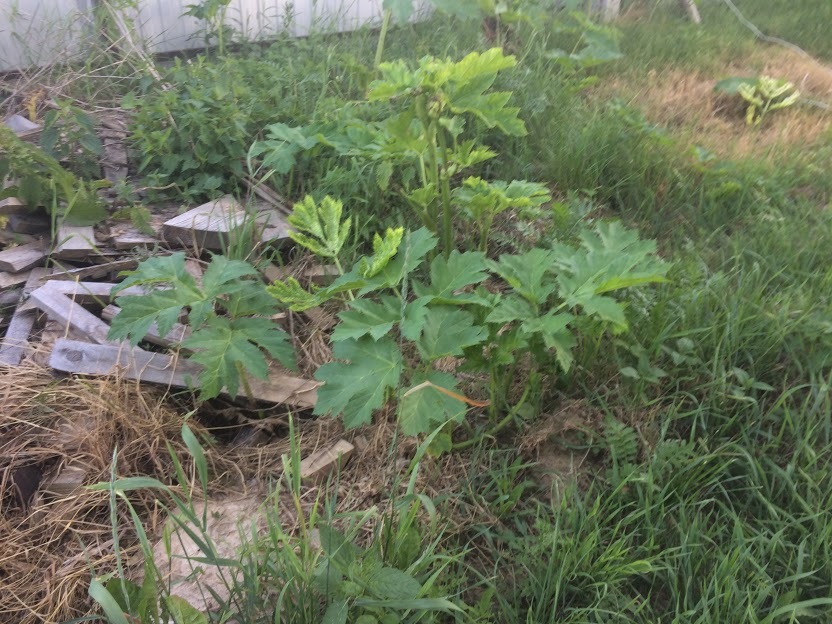 So, victory over the old hogweeds, but there are new ones - My, Hogweed, Earthlings vs. Hogweed, Longpost