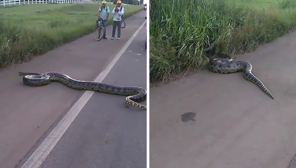 Just a Brazilian anaconda crossing the road - Anaconda, A pedestrian, Snake, Longpost