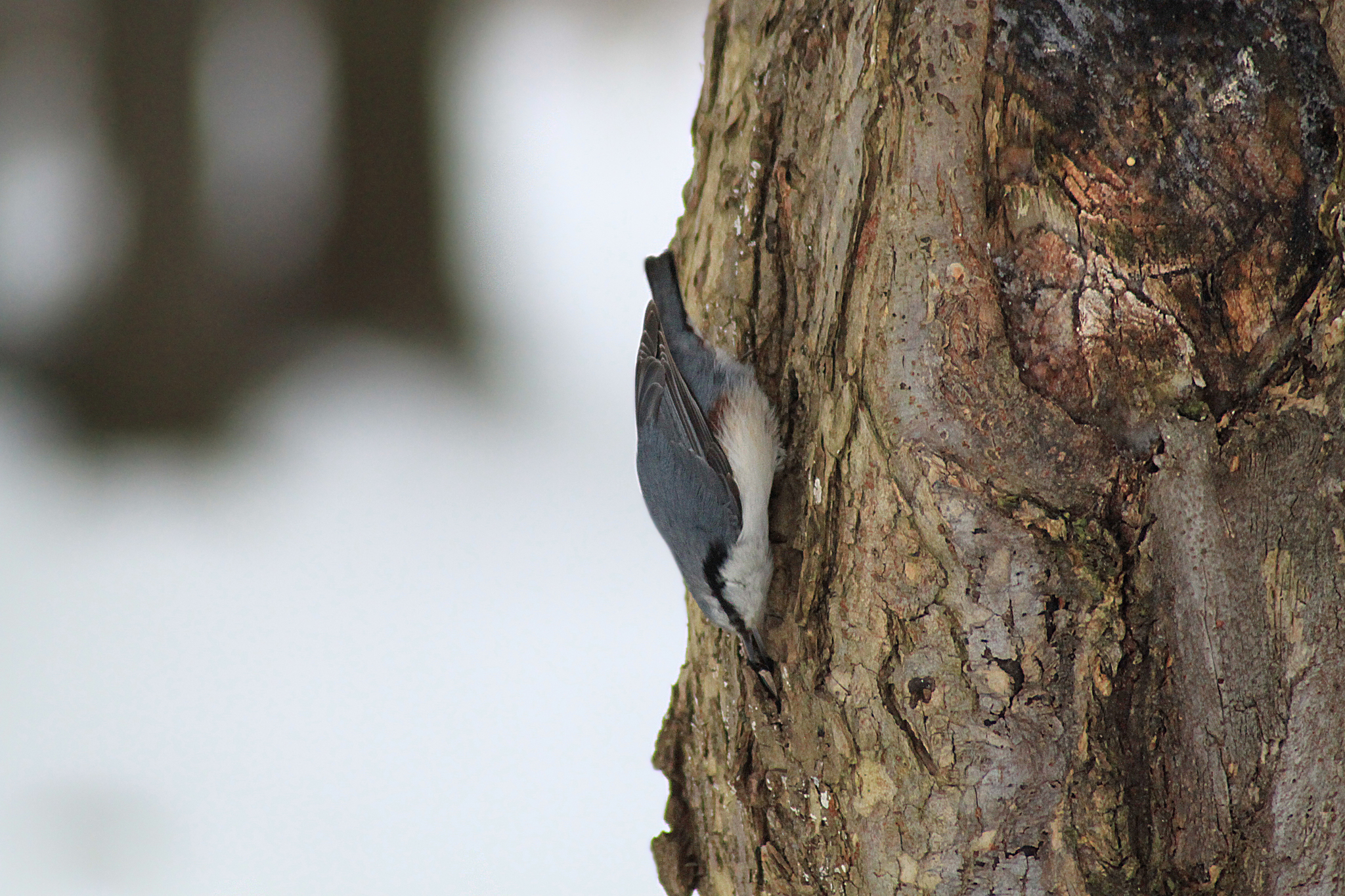 Pika and nuthatch: life side by side without rivalry - My, Birds, Bird watching, Pika, Nuthatch, Nature, Longpost