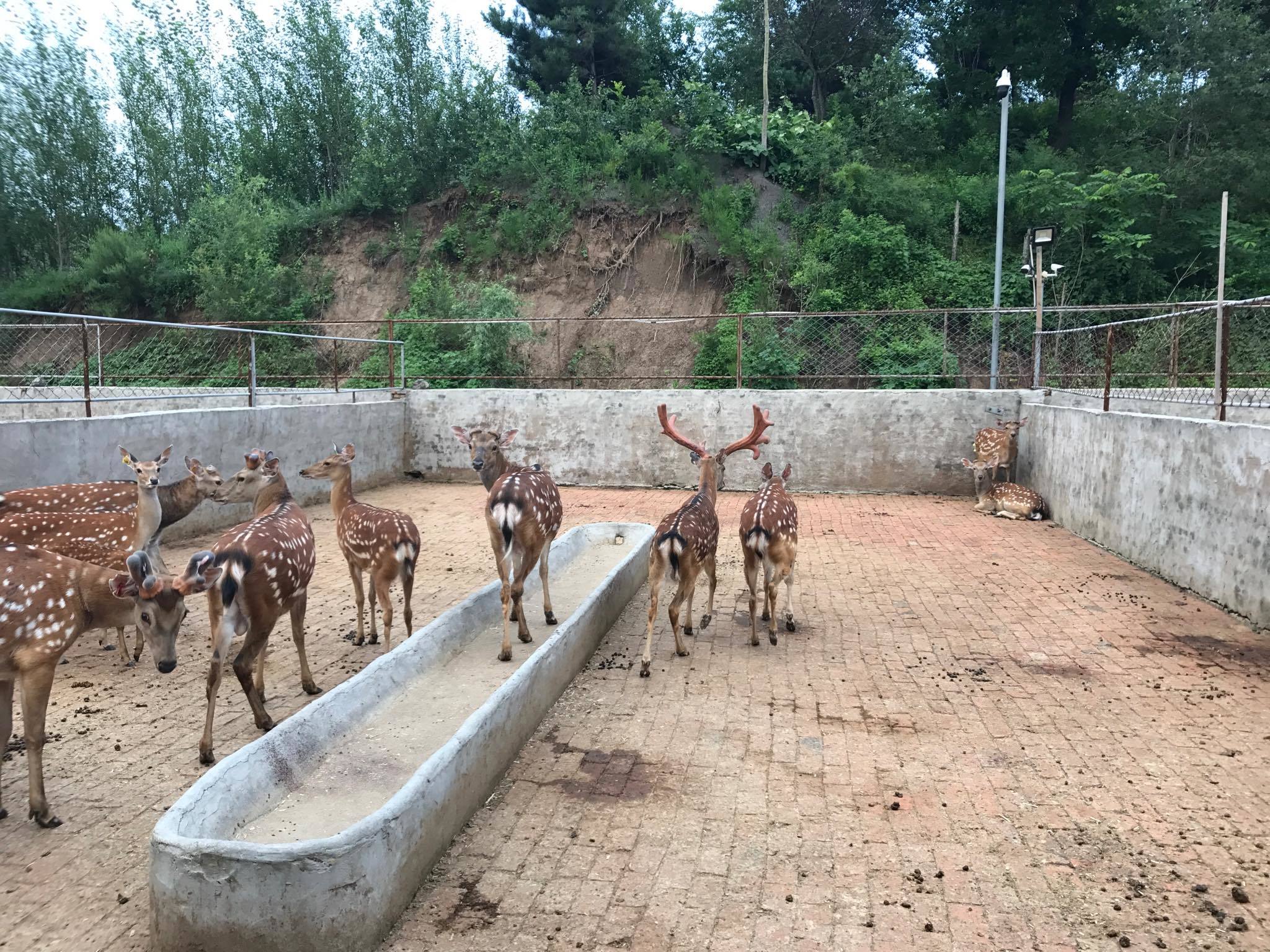 About feeding deer - My, Deer, Horns, Spotted deer, China, Feeding, Longpost