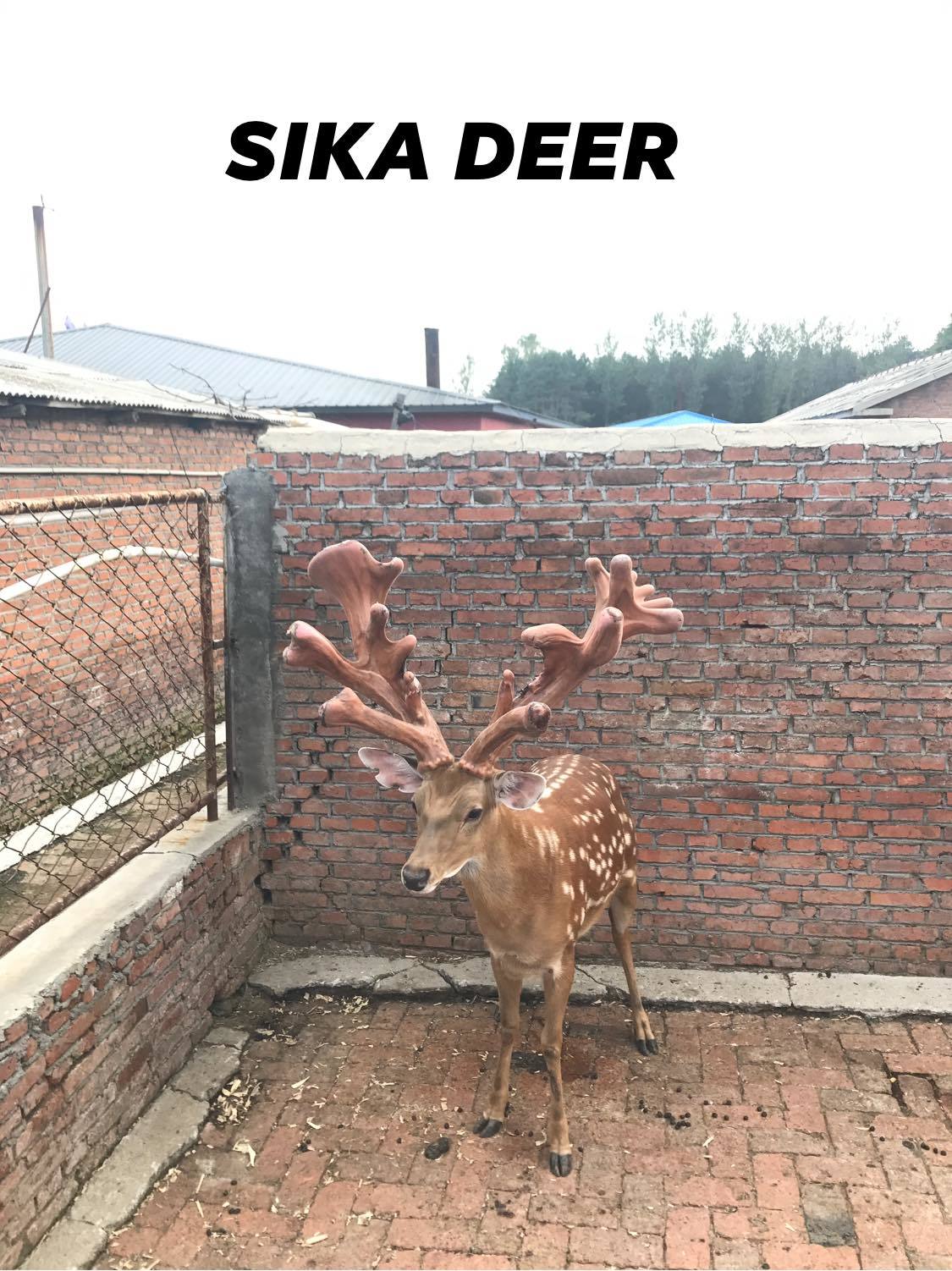 About feeding deer - My, Deer, Horns, Spotted deer, China, Feeding, Longpost