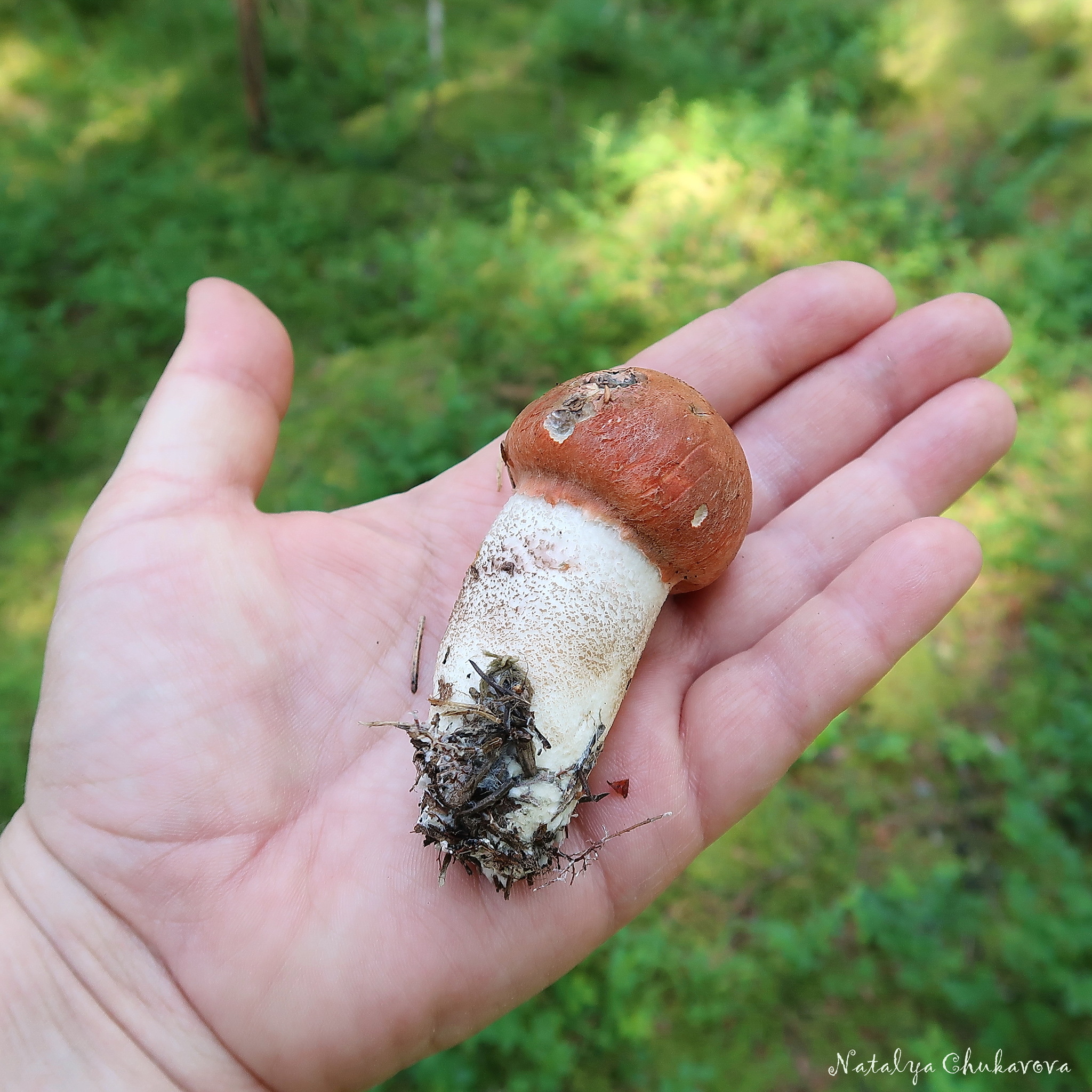 Quick run in the forest, Vyborg district, Leningrad region, June 28, 2020 - My, Mushrooms, Boletus, Mushroom season, Longpost