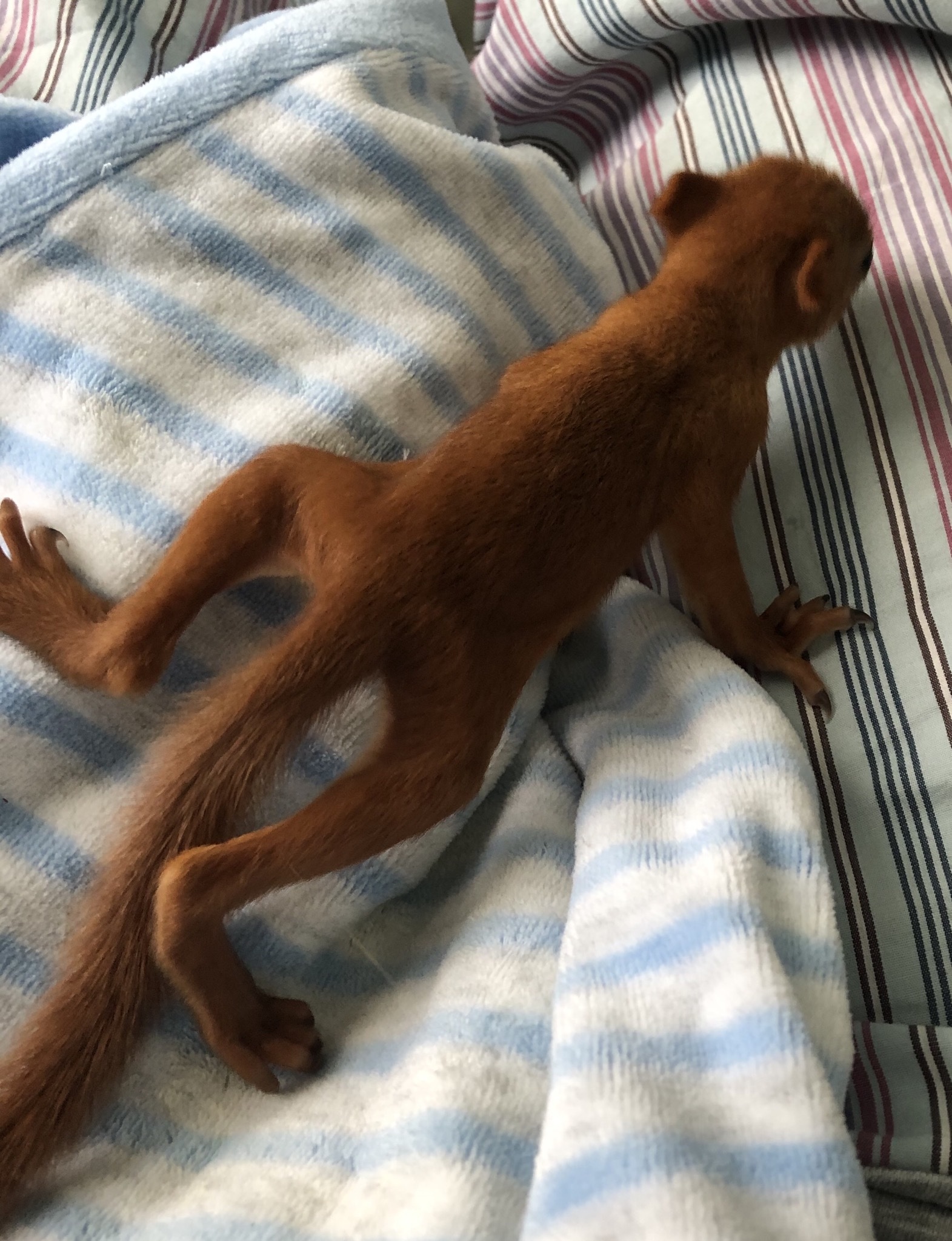 Belk Arseny. Part 2 - My, Squirrel, Feeding, Foundling, Longpost, Animals