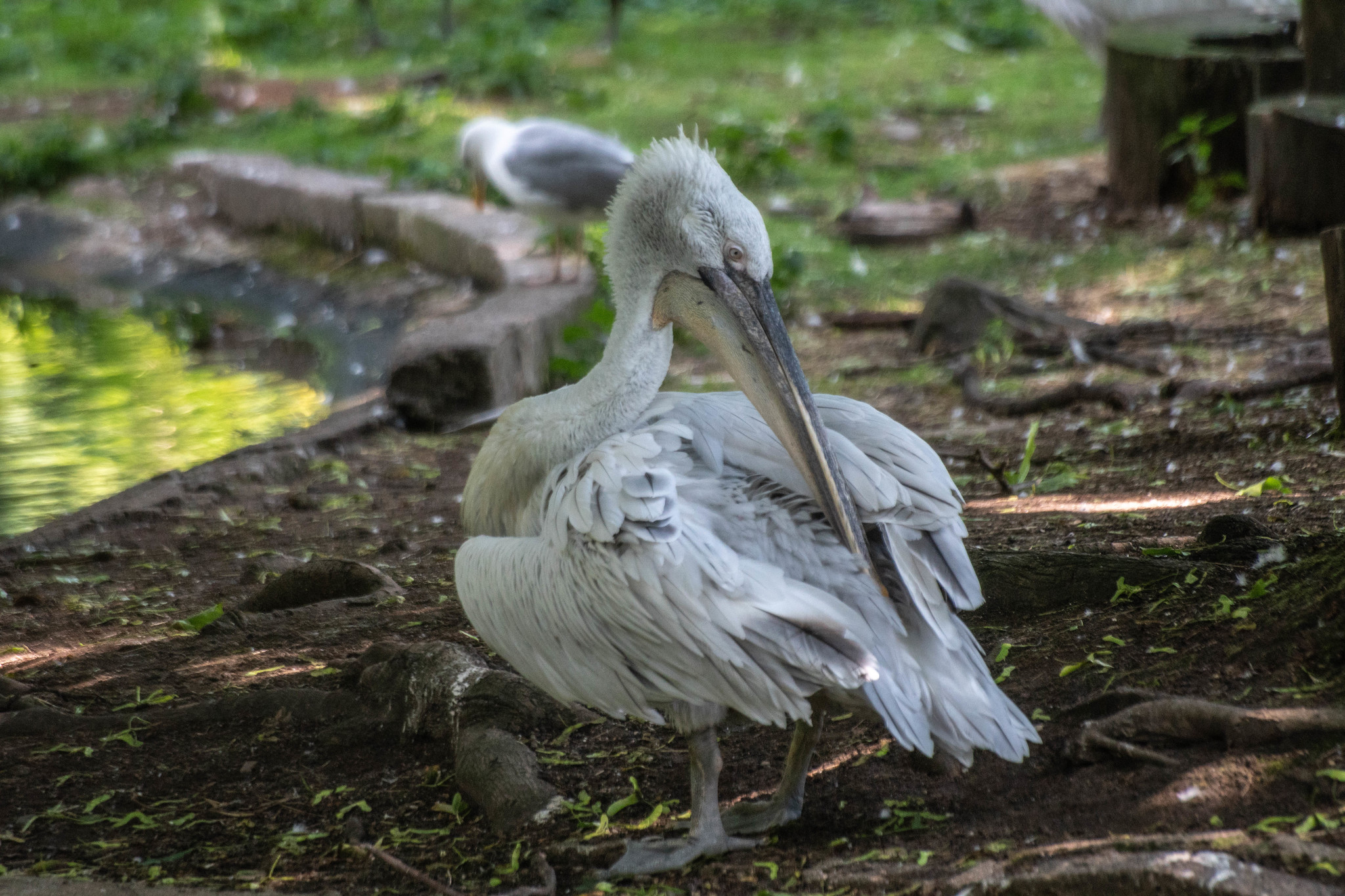 Kaliningrad Zoo - My, Kaliningrad Zoo, The photo, Animals, Longpost