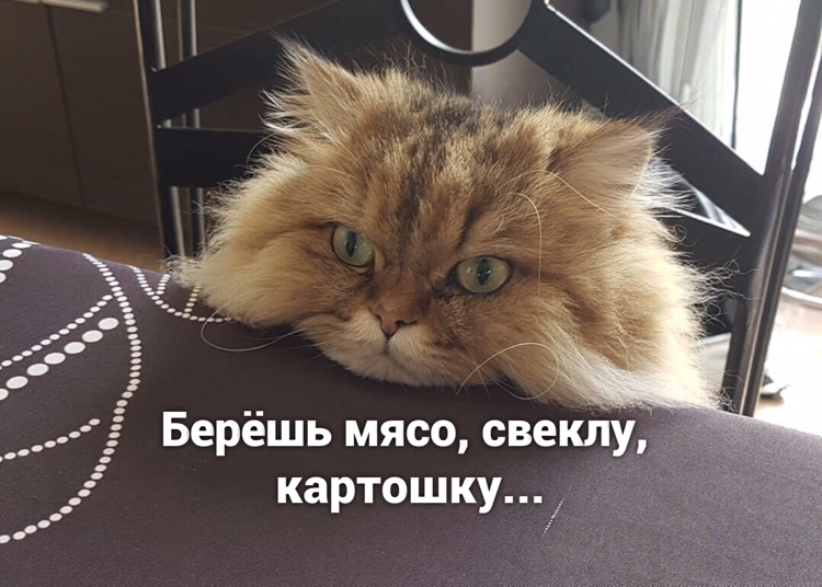 Borsch - cat, Picture with text, Longpost