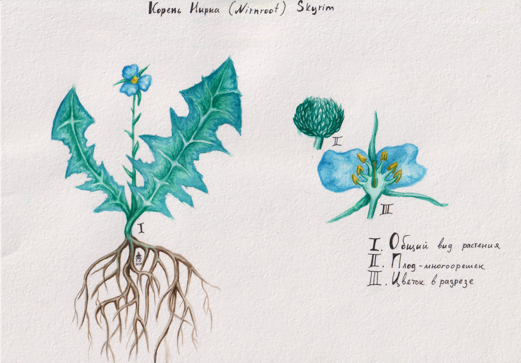 Botanical illustrations of Tamriel - My, Drawing, Watercolor, The Elder Scrolls V: Skyrim, Skyrim, The elder scrolls, The Elder Scrolls IV: Oblivion, Longpost