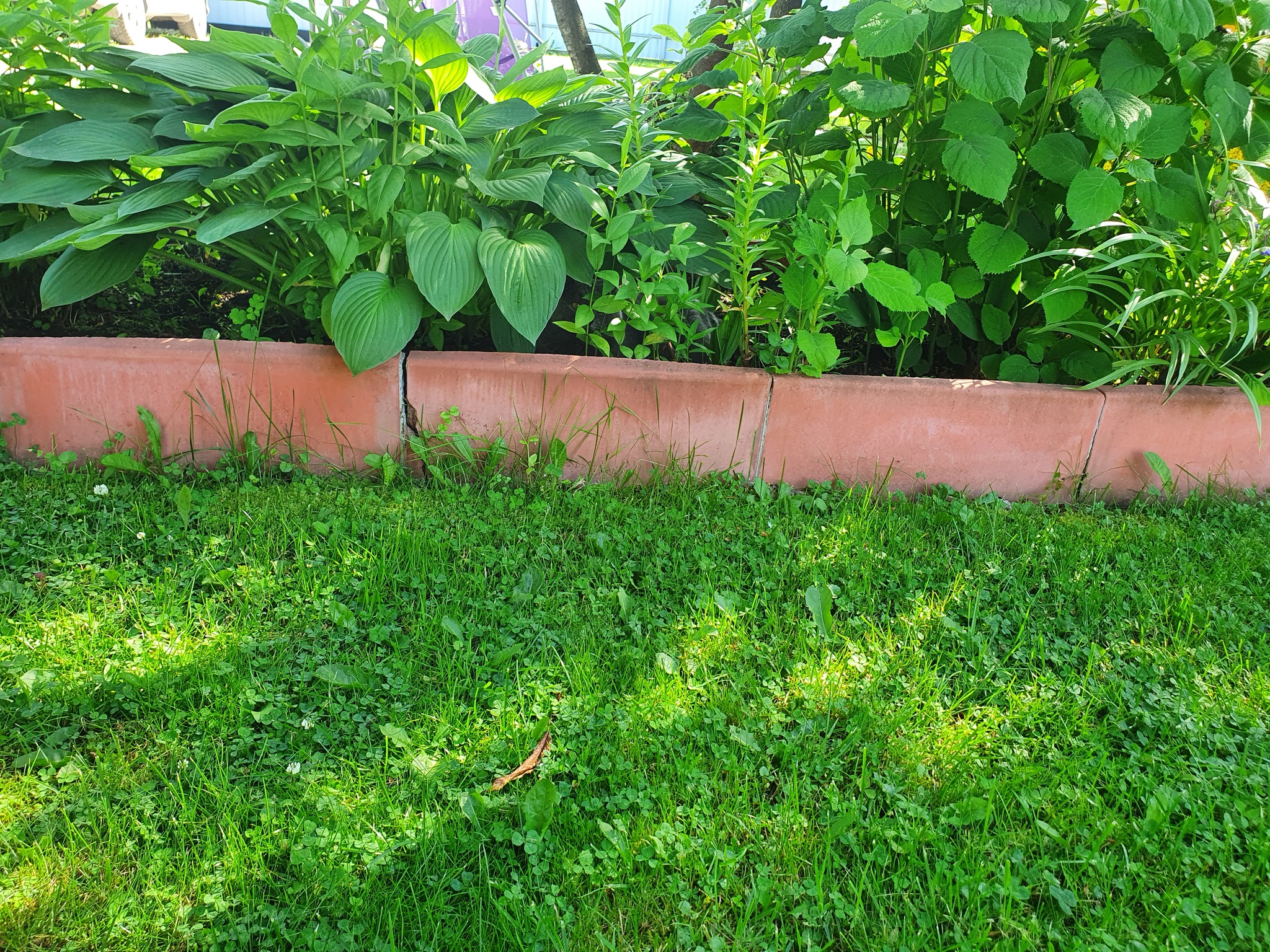 Quest: find the cat - My, cat, Dacha, Greenery, Flower bed, Scottish Straight, Quest