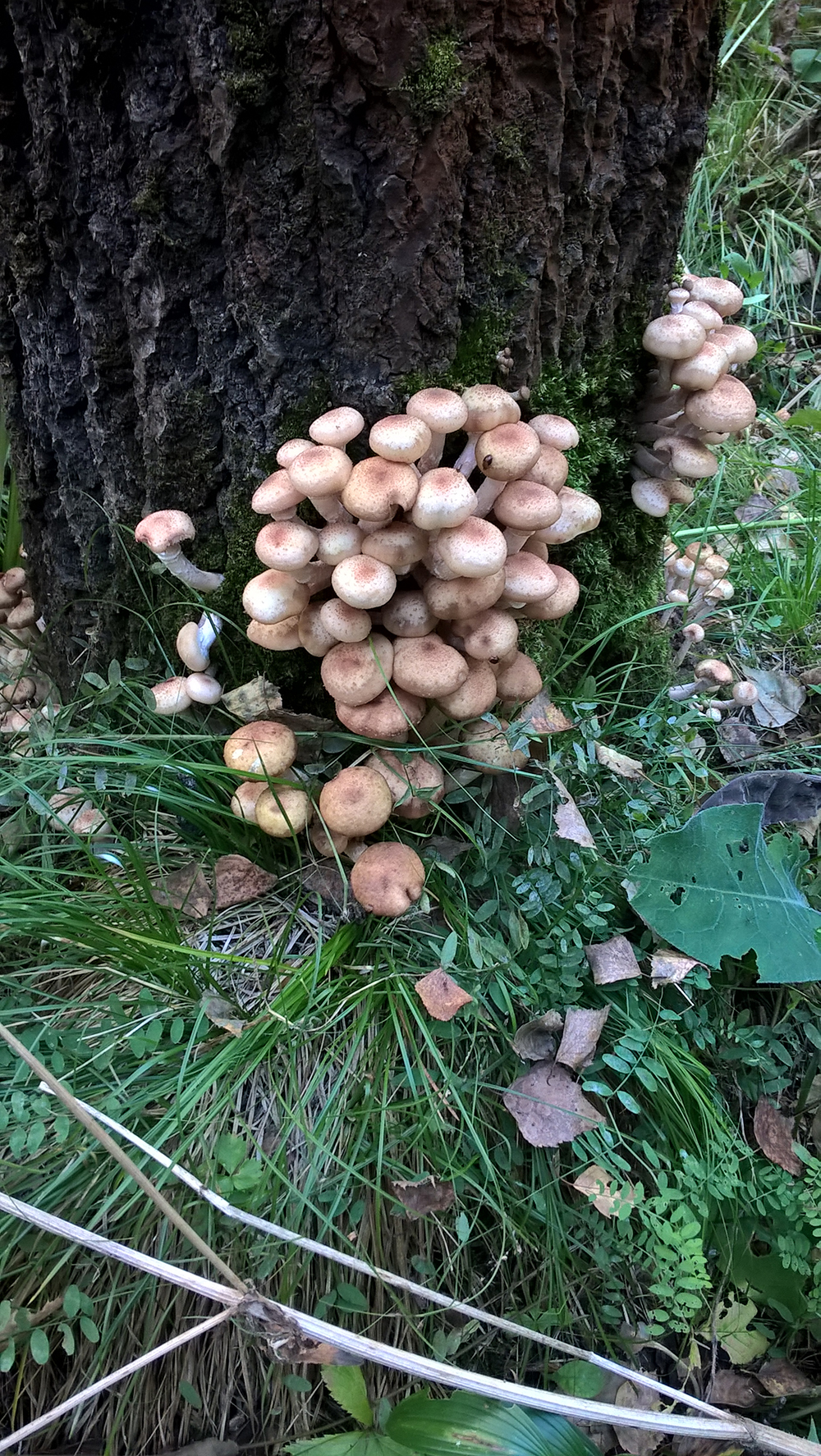 Mushroom walk - My, Mobile photography, Mushrooms, Honey mushrooms, Forest, Longpost