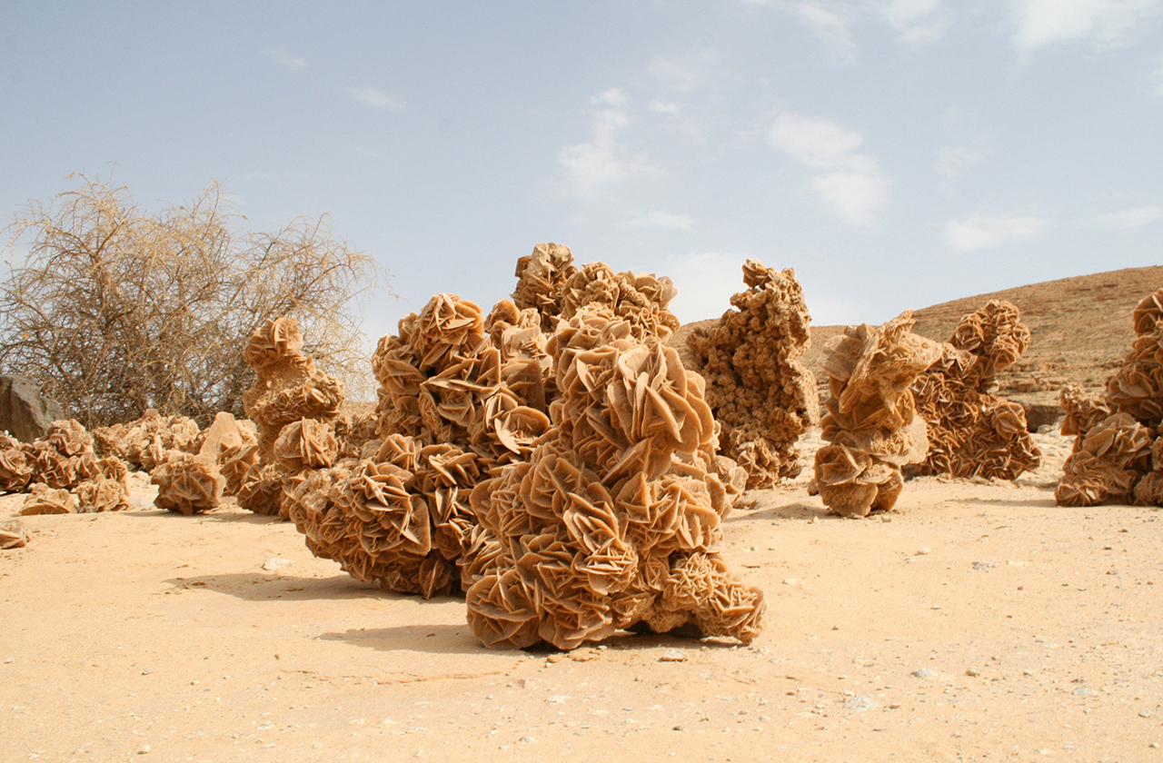 Amazing inhabitants and finds in the desert - Interesting, Desert, Science and life, Longpost