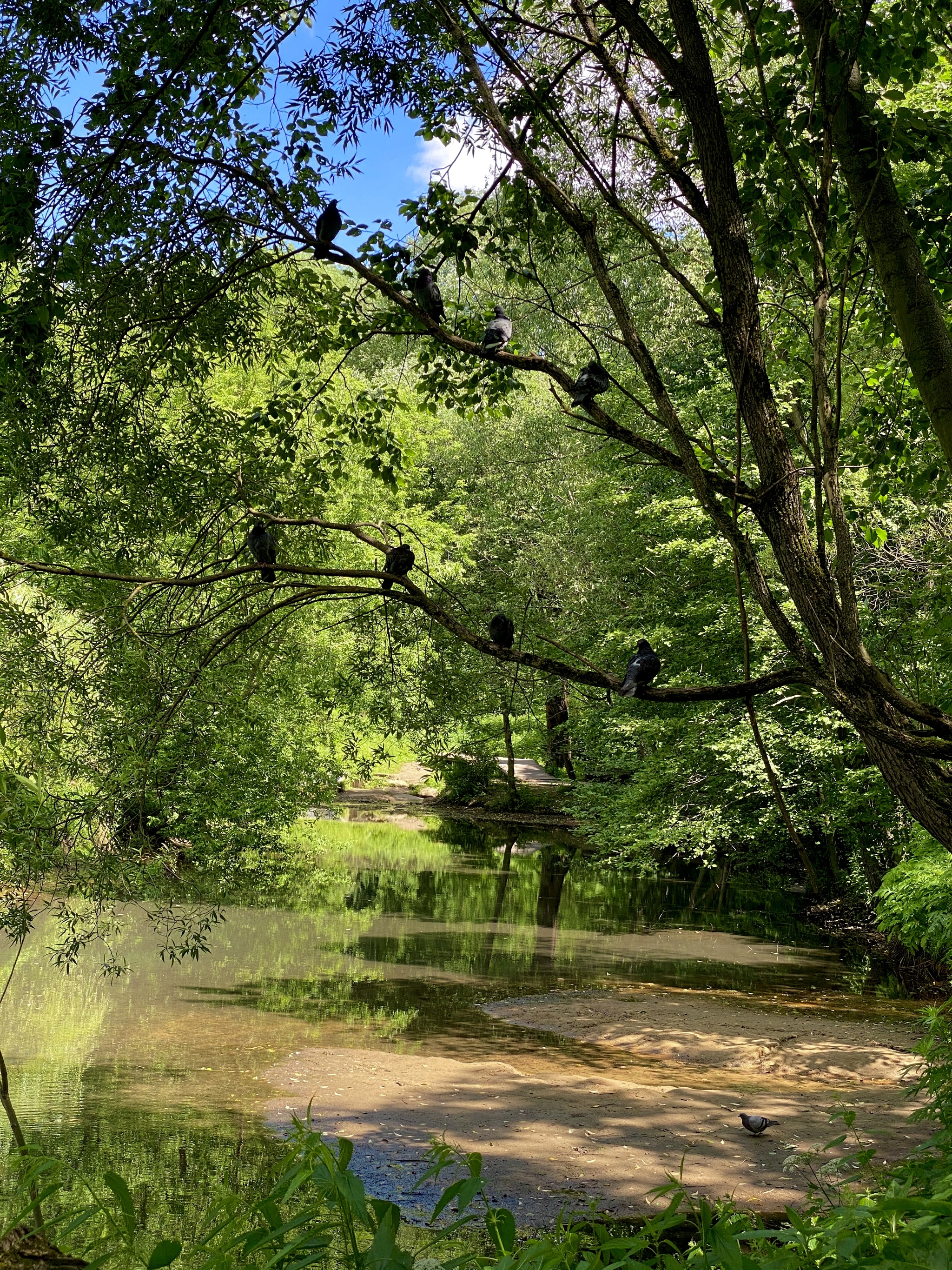 Pokrovskoye-Streshnevo 2020 - My, Pokrovskoye-Streshnevo, The park, Nature, Longpost