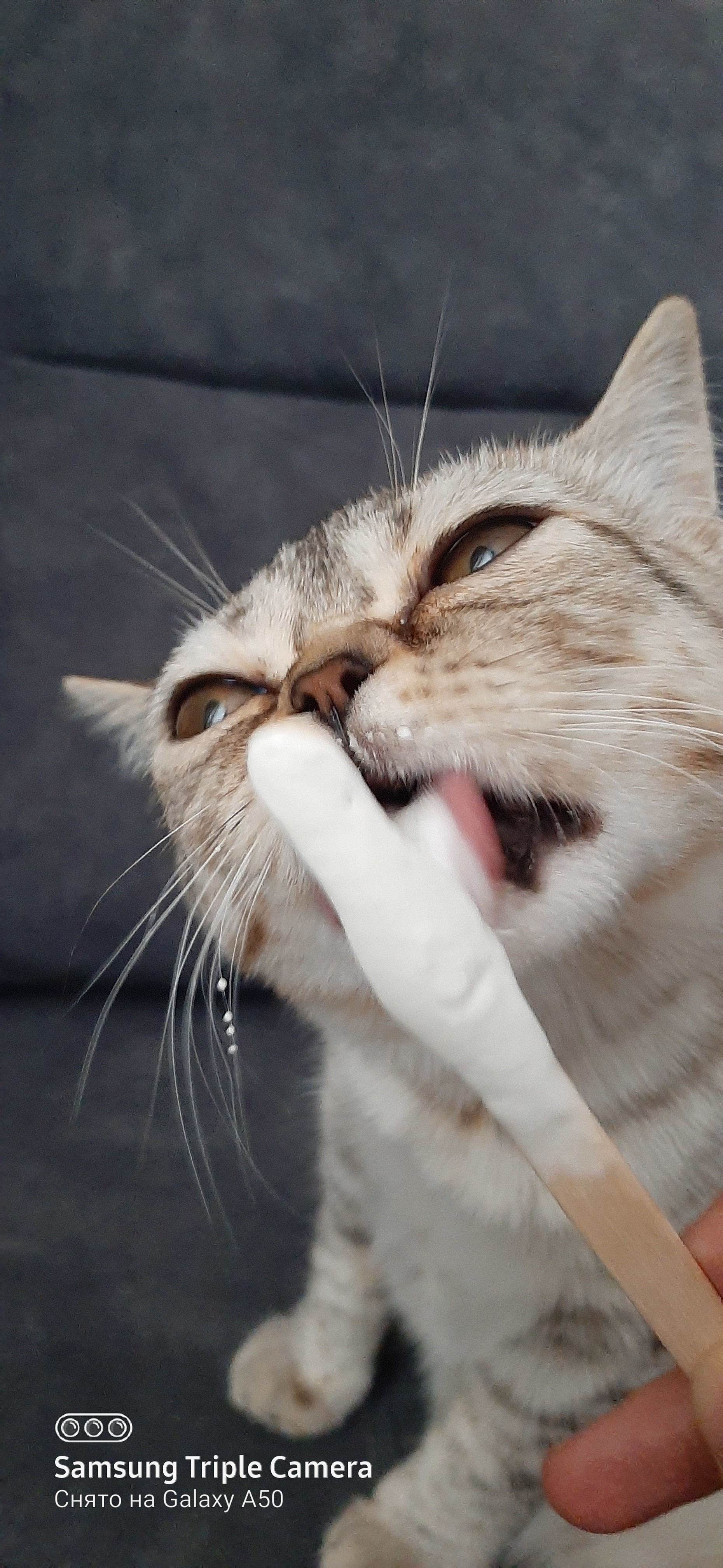 My cat loves ice cream - My, Animals, Ice cream, Longpost, cat