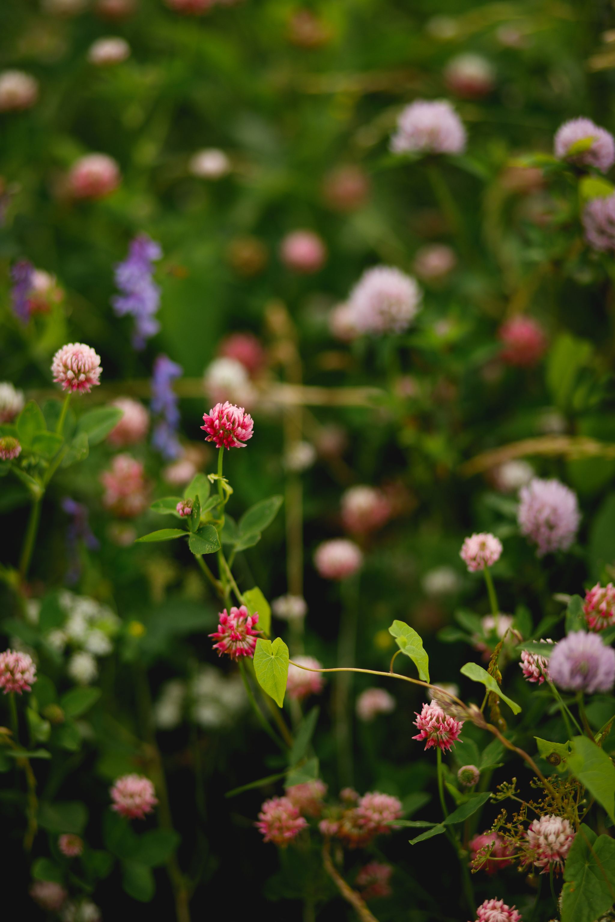 Morning walk - My, The photo, Walk, Nature, Flowers, Strawberry (plant), Forest, Butterfly, Longpost