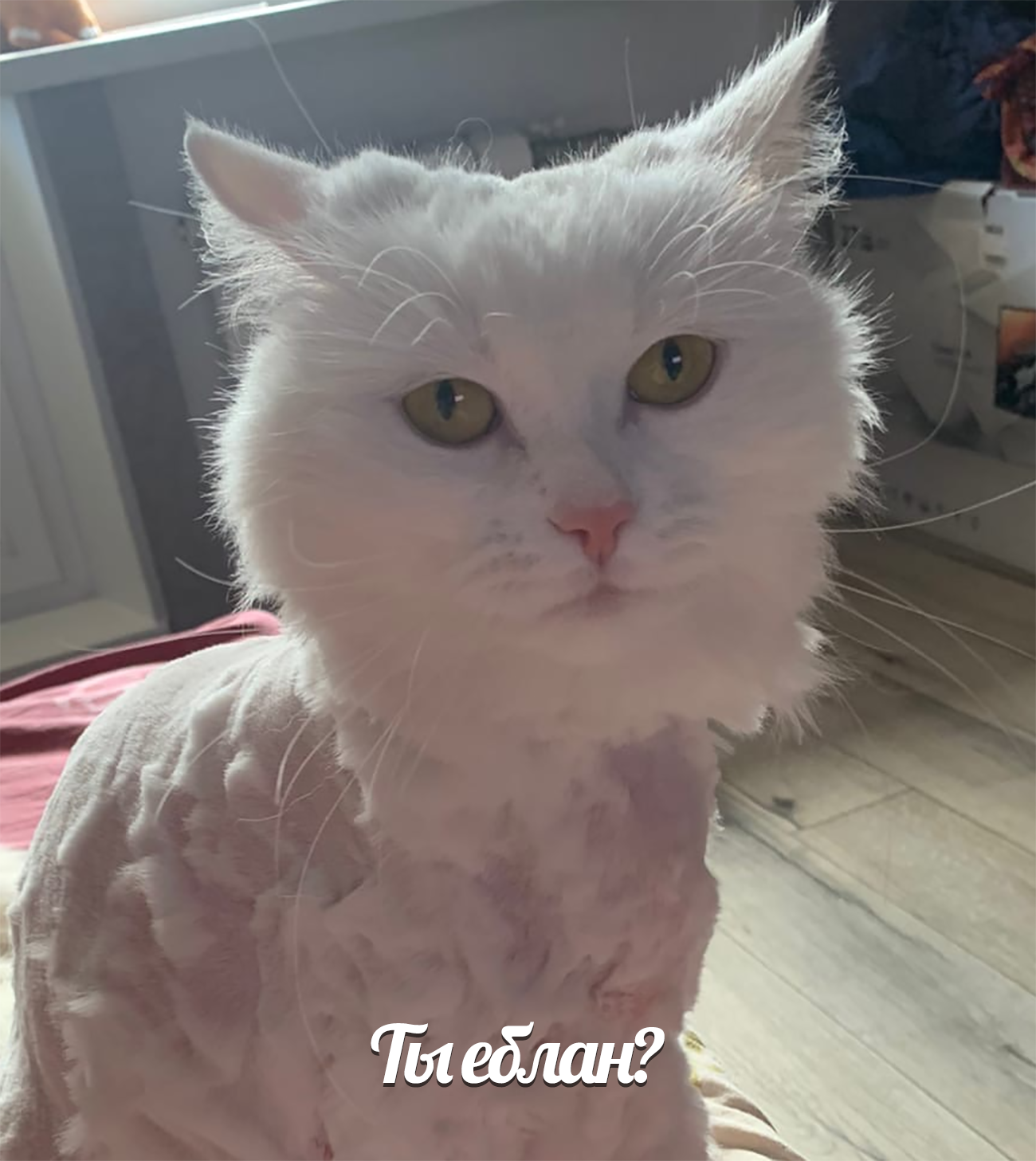 Reply to the post “Dad tried to cut our cat’s hair because it wasn’t hot” - My, cat, Picture with text, Стрижка, Reply to post, Longpost